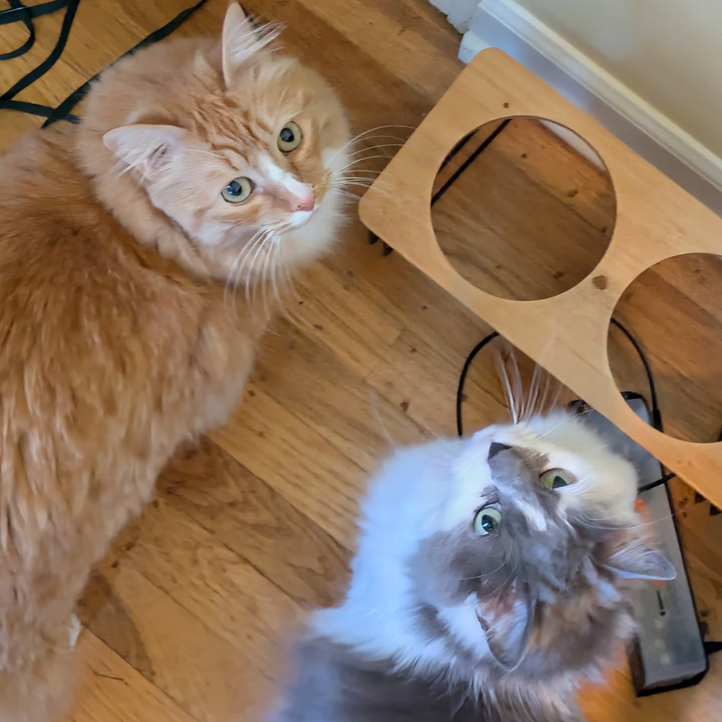 I made a couple new fluffy gal pals recently that I'd like to introduce you to! 😻😻
Sunflower 🧡 is more extroverted of the two. She will greet you at the door and request she get attention first.
Maise 🩶 is more food motivated. She will accept pets but you better let her into the food room first.
Please enjoy some photos of them being their gorgeous, playful and silly selves.