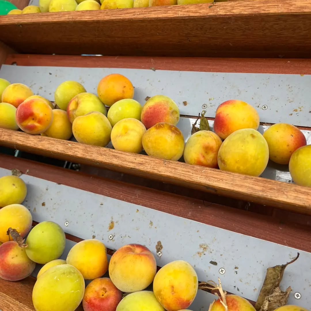本日の無農薬梅干し😄
この香りがたまらなく大好きです。
今年は、たくさんの人に助けて頂き、感謝です!
