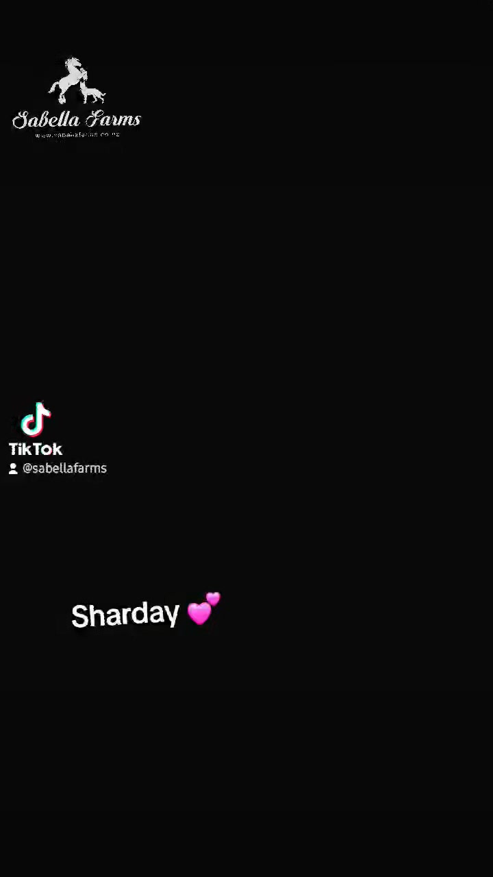 Shes just so beautiful 💕
#sabellafarms
#sabellapup
#sabellagermanshepherds