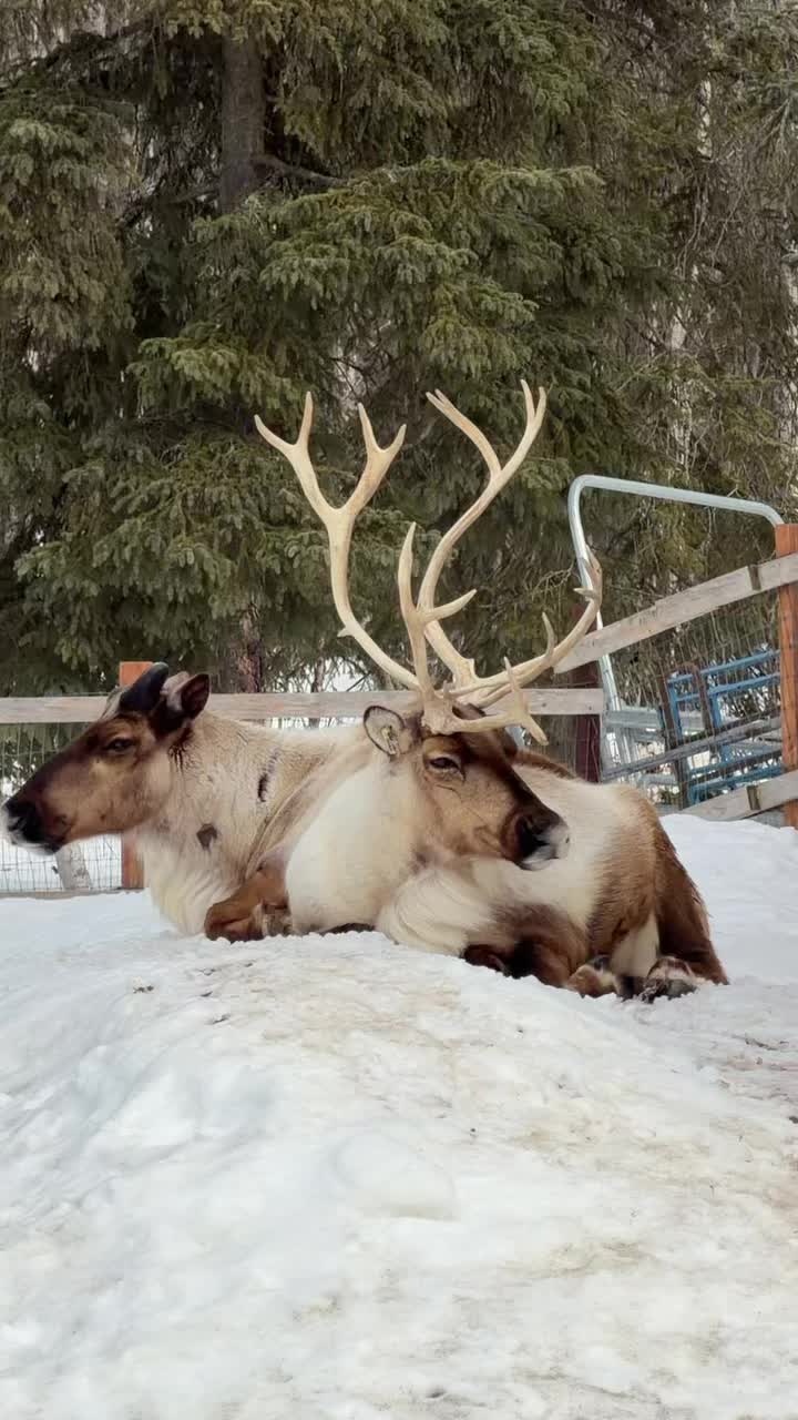 It really is the perfect Nap time #reindeer #Alaska #naptime #cow #snuggles