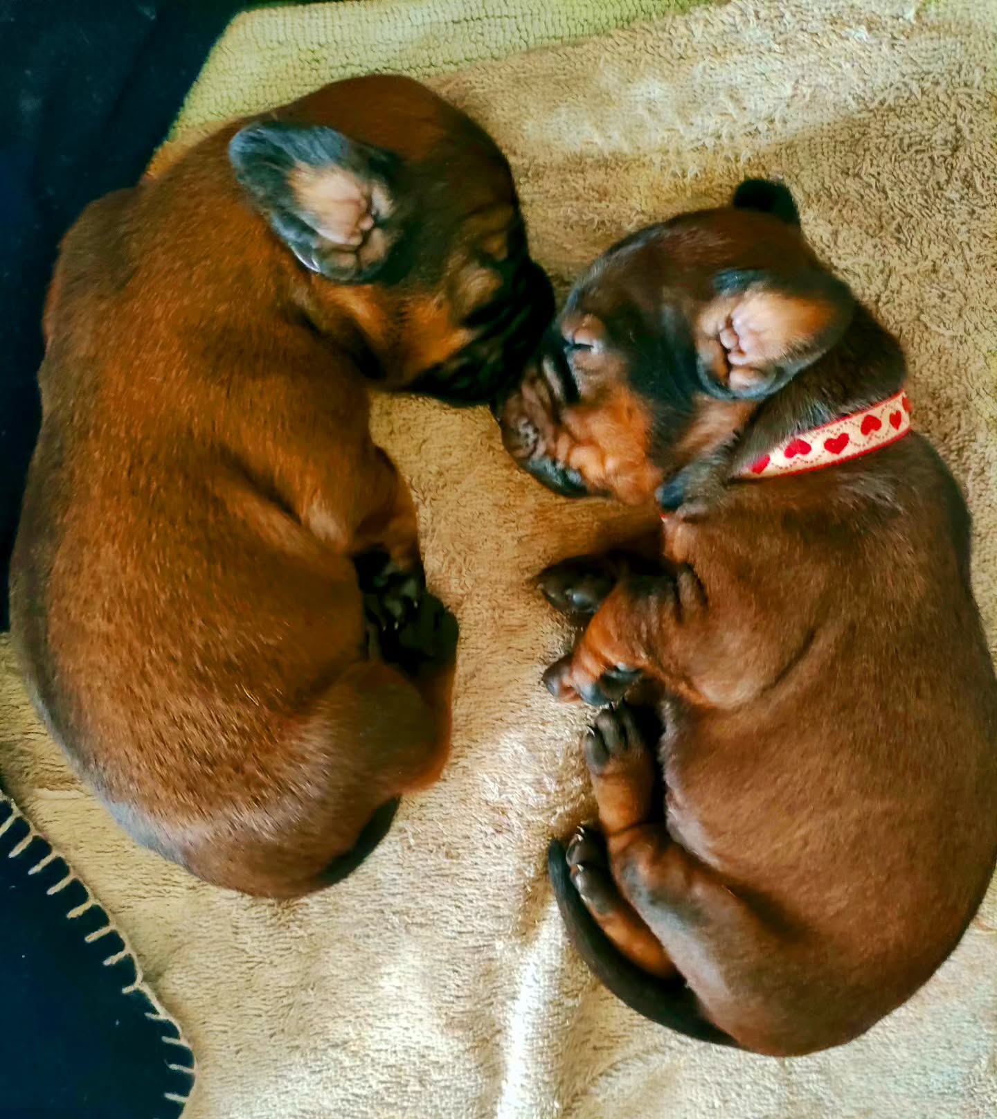 E poi ci sono loro.
Piccoli, vicini,
nel calore di un respiro condiviso.
Non sanno ancora del mondo,
ma conoscono già tutto ciò che conta:
la presenza,
il contatto,
la sicurezza dell’essere insieme.
È così che inizia la vita -
semplice, piena,
profondamente vera🤎
Und dann sind da sie.
Klein, nah beieinander,
im warmen Atem des Miteinanders.
Sie kennen die Welt noch nicht,
aber sie wissen bereits,
was wirklich zählt:
Nähe,
Berührung,
die Sicherheit des Zusammenseins.
So beginnt Leben -
einfach,
ganz,
und tief wahrhaftig🤎
#LePuledraieDiSterpeti #bgs #bayerischergebirgsschweisshund #bayerischergebirgsschweißhund
#bavarianmountainhound bavarianmountainscenthound bavarian bavarese
brandlbracke bracke segugiobavarese segugiobavaresedamontagna
cucciolata cucciolo cuccioli welpen welpenliebe
puppy puppylove puppiesofinstagram
bavarianmountainhoundpuppy bavarianmountainhounds bavarianmountainhoundsofinstagram
beiersebergzweethond
bayerskviltspårhund bayerskviltsporhund bayerskbjergschweisshund
posokowiecbawarski bavorskybarvar bavorskýbarvář bavorskyfarbiar
sabuesodesangredebaviera sabuesodebaviera
chienrougedebavière rougedebaviere
Cani Cuccioli DogLife PuppyLove
Insieme Connection bayrischergebirgsschweisshund bayrischergebirgsschweißhund