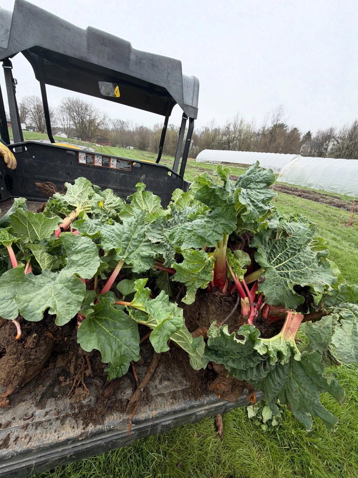 We are nearing rhubarb season! These cool spring days are perfect for digging and dividing perennials. We are taking advantage of these cooler days with some rain in forecast to transplant our rhubarb into its new home.
When we moved to the new farm we took the time to dig and divide a lot of our rhubarb field and transplant to the new farm. If you follow us you may remember us drilling holes with a big auger to get the divisions in the ground.
We like to establish permanent bed systems by sheet mulching. For those not familiar, we plant and then layer around the plants compost, cardboard, and top off with wood chips as mulch.
When we moved the farm 3 years ago we only had so much time and wood chips that we were only able to plant 1/2 of our rhubarb in a sheet mulched beds. The rest went into temporary landscape fabric.
Ideally we would divide and transplant in the fall but we are fitting it in this spring with it being cool. Not like the 80° weather we had for a bit earlier this week!