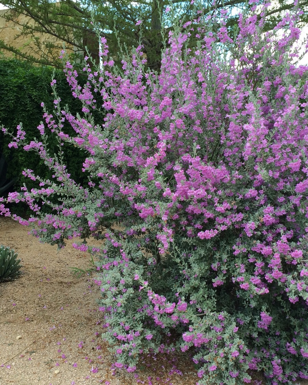 A North Texas garden can feel like exhale, not a weekly chore.
If the heat, the watering, and the constant replacements have worn you down, start with natives that hold their own.
Three low-maintenance anchors we return to in North Texas:
• Texas sage, soft silver-green, resilient, and quietly architectural.
• Red yucca, sculptural form, graceful movement, and steady color.
• Purple coneflower, a grounded perennial that brings easy presence, season after season.
When your plant palette is intentional, maintenance drops, and the whole property feels calmer.
If you want a landscape that looks considered without demanding your weekends, we can guide the edit.