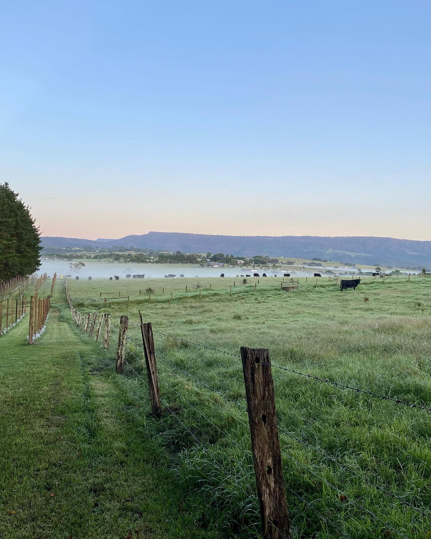 The fog is sitting in the valley at this time of year as the nights get cooler.
Views of the Budawang Ranges from the property are perfect on these Autumn days.
#autumndays #winemaker #wildwinds #wine #redwine #redwine🍷 #redwinelover #whitewinelover #miltonnswsouthcoast #miltonnsw #vineyard