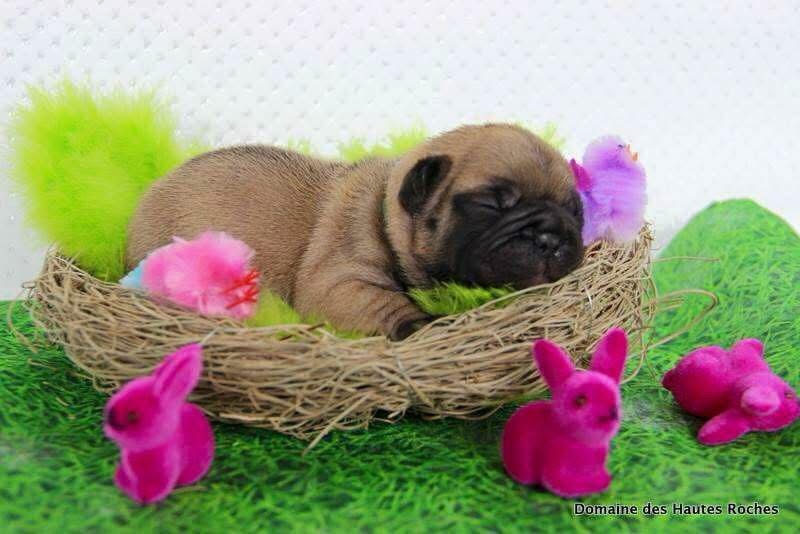 Vous ne le savez peut-être pas…
mais avant d’habiller des femmes…
j’ai élevé des bouledogues pendant 10 ans 🐶❤️
Salutations du jour mes petites pépites 🐣✨
Aujourd’hui, petite parenthèse…
Tout a commencé avec un reportage sur Yves Saint Laurent…
et ses bouledogues
J’avais 10 ans.
Et ça a été une évidence ❤️
Premier bouledogue à 20 ans,
première bouledogue fauve…
Puis 10 ans d’élevage, de passion,
de bébés d’amour, d’expositions canines…
Alors forcément…
en voyant cette petite bouille dans son nid de Pâques…
ça me ramène à mes débuts 🥹
(Pour les plus observatrices…
le petit filigrane sur la photo…
c’était le nom de mon élevage 😉)
Parce qu’au fond…
que ce soit un bouledogue dans un panier…
ou vous dans une tenue…
👉 c’est toujours une histoire de détails, d’attention… et d’amour
Et aujourd’hui, ils sont encore là…
un peu partout dans ma boutique
(et surtout avec Karl 😉)
💬 Et toi… c’est quoi ta passion depuis toujours ?
Joyeuses Pâques mes petites pépites 💖
#joyeusespaques
#bouledoguefrançais
#histoiredevie
#coachmode
#boutiquedefemme