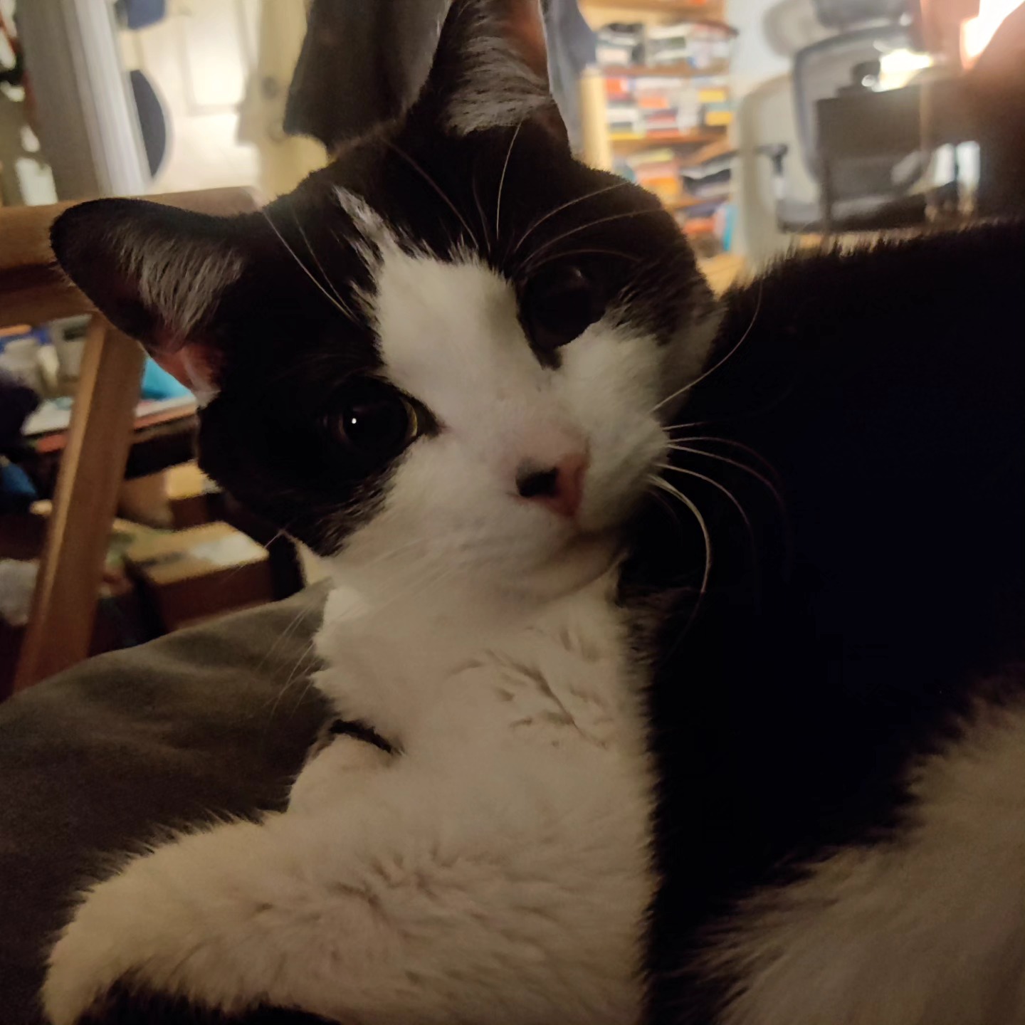 Gata. קאץ. Chatte. Кошка.