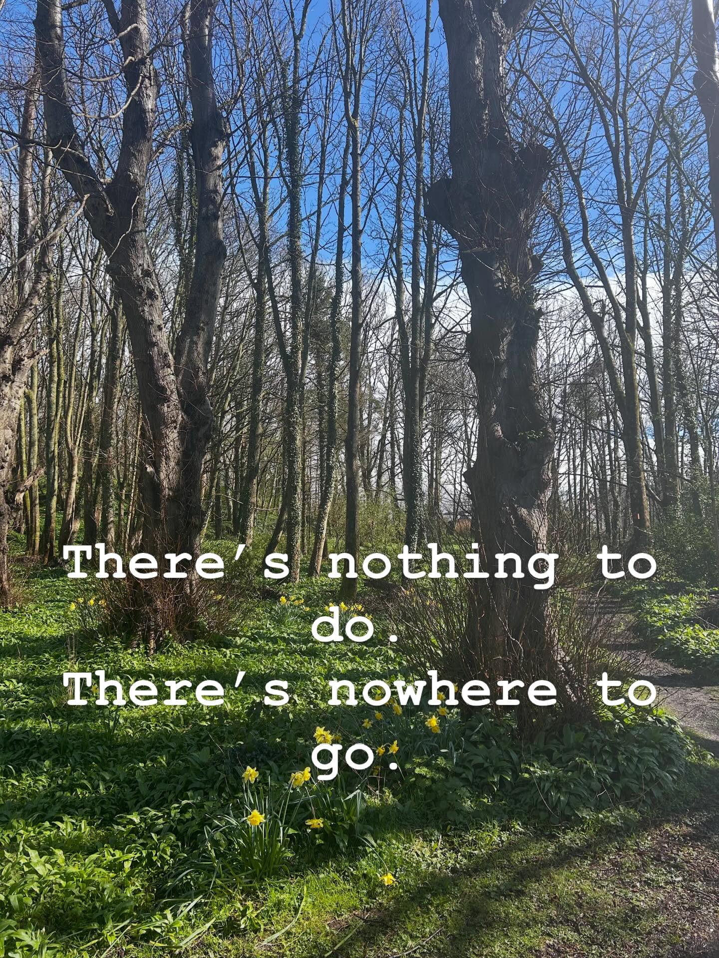 Cumbrae. Trees by the island cathedral.
Remembering that nature is our home.
#forestbathing #forestbathing🌲🌲🌲 #natureisbeautiful #springishere #gratitude