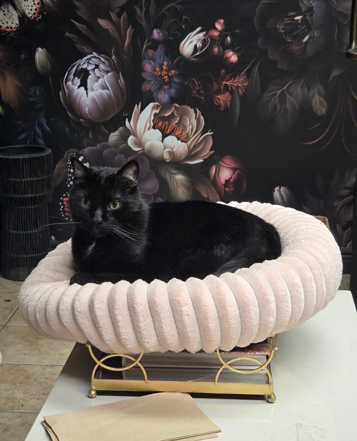 Cause you are the only person who really gets me!!! Haha. Oh Jerry. Meh-eh! (He's my son, resident cat, soul mate, baddest mafia kitty- and NOT available for adoption,- but IS ready for lovies, scritchies, and petties!) Isn't he pretty? He loves on me and all the kitties that come through needing foster love!