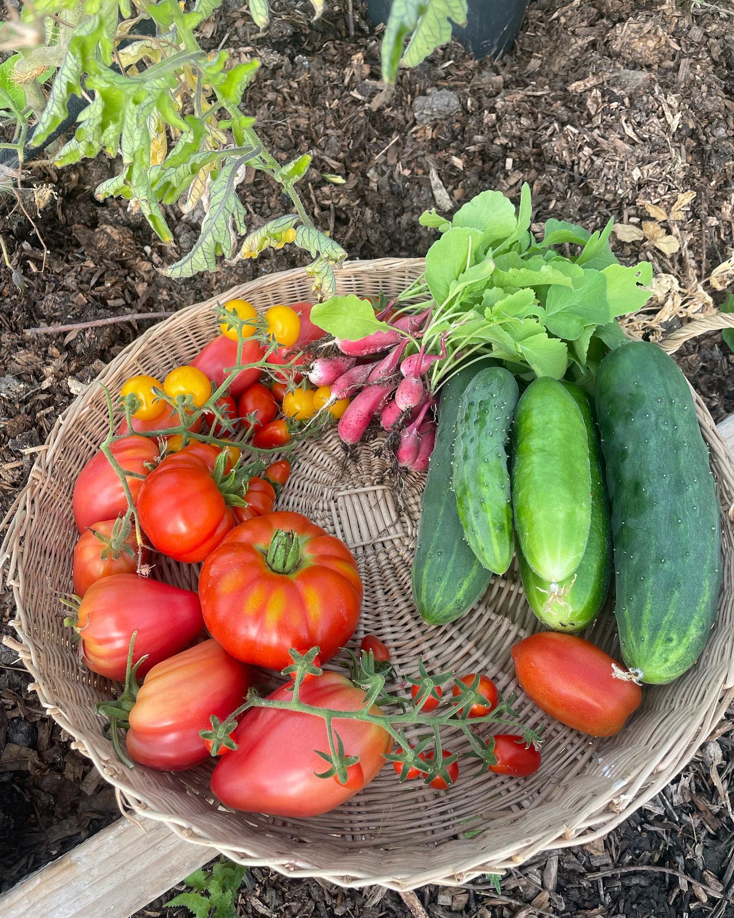 Year 1 kitchen garden harvests!
.
.
.
.
.
.
.
#gardener #growyourown #kitchengarden #vegetables #urbangardening #gardenersoflondon