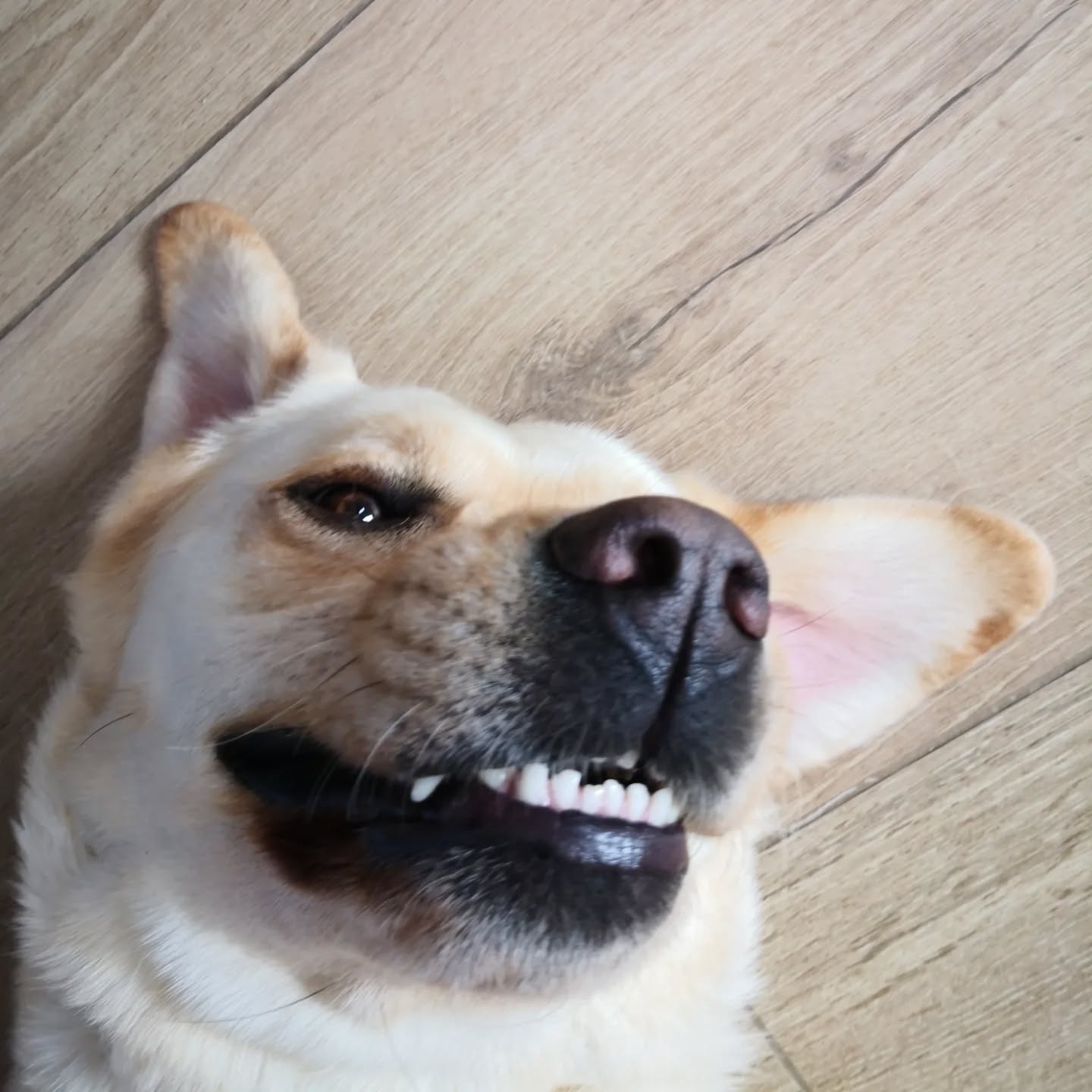 Taï Chi, chien d'assistance, fait des selfies après sa séances de détection de crises. 😑😎🤣