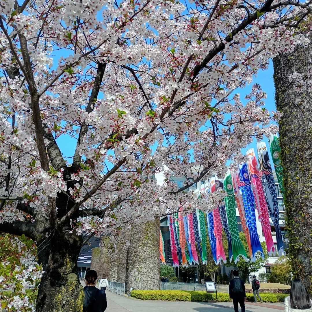 2月から通訳業務を行ってきた職場
来週で最後です
ほぼ10年ぶりのオフィス勤務
紙をほぼ使わなかったり、AIが導入されていたり、
最近のオフィス事情が見れておもしろかった
そしてノリタケイオン直結で
とても便利な立地でした
今後はまたしばらくフリーでお仕事ですが、
通訳業務も面白いのでまた機会があれば
チャレンジしてみたいです☺️
本作りも頑張ろう
Spring has arrived to the garden of my office building. My work here will end next week as it was a short time Interpretation job.
Working in an office after 10 years of working from home was very stimulating. Less paper, more AI. And this office being conneted directly to Aeon Nagoya was defninitely nice.
I will continue my freelance tranalation work and would also love to take on Interpretation jobs.
翻訳者/ヨガ講師/イベント本屋出店
中澤甘菜 www.kannanakazawa.com