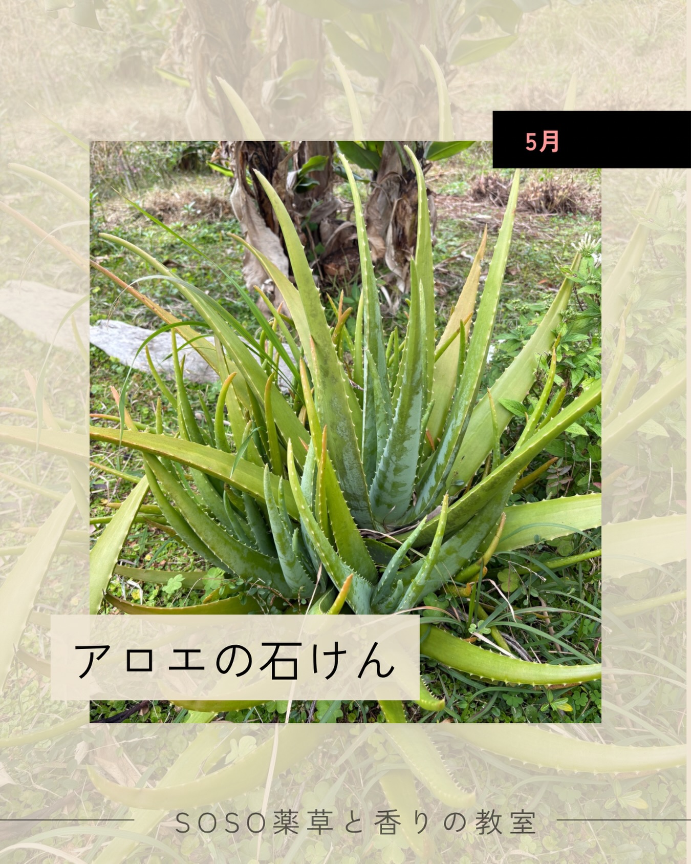 5月|
Seasonal Soapmaking
アロエの石けん
5月に入ると
紫外線が強まり始める時期、
アロエの保湿力で、
みずみずしい素肌を
キープする石けんを
つくりませんか?
宮古島のフィシスの畑で、
@physis_herb_myk
大地の恵みを蓄えて育った
アロエベラ。
その搾り汁を、
たっぷり使って
石けんを仕立てます
アロエのゼリーのような
搾り汁を水分と置き換え、
出来た石けんの泡は、
とっても濃密。
「もちもち泡」が、
お肌を優しく包み込み、
洗うたびに
心まで解きほぐしてくれるような
使い心地です。
アロエの成分が反応して、
とっても可愛いベビーピンク色の石けんになります。
着色料を使わない、
自然からの贈りもののような色合いも
ぜひお楽しみください。
きてくださっている生徒さんが、
先生のところの石けんは
自然な素材やレシピがいいよね。
と言ってくださるので
それをお伝えしないとだなぁ。
と思っています。
それに先生と呼ばれると
いやいやまだまだだと
思ってしまうのですが、
来てくださる受講者さまの
お話や体験を聞いて
とても刺激を受けています。
少しだけ先いく存在として
知識だけでなく、
体験や好きなことが同じな仲間と交流する。そんな「場」を
つくっていきたいな。
4月から、
石けんづくりが
はじめての方のご参加も
何人かいらっしゃいます。
初心を思い出し、
石けんづくりを楽しんでいただけるようにと、準備しています。
わたしも過去につくり、
泡の気持ちよさに
いつかレッスンにできたら!と
思っていた
念願の宮古島素材です。
. . . . . . . . . . . . . . . . . . . . . . . . .
|開催概要
▪️日程
5月9(土) 満席
12(火)
13(水)
14(木)
▪️時間
13:00〜15:00(全日共通)
▪️会場
火・土: 東浦和「薬草と香りの教室」
水・木: 浦和駅周辺のラウンジ
▪️参加費
6,500円(税込)
▪️定員
各回 4名程度(先着順)
お申し込み、お問合せは
@megumikiba の
リンクよりお進みください。