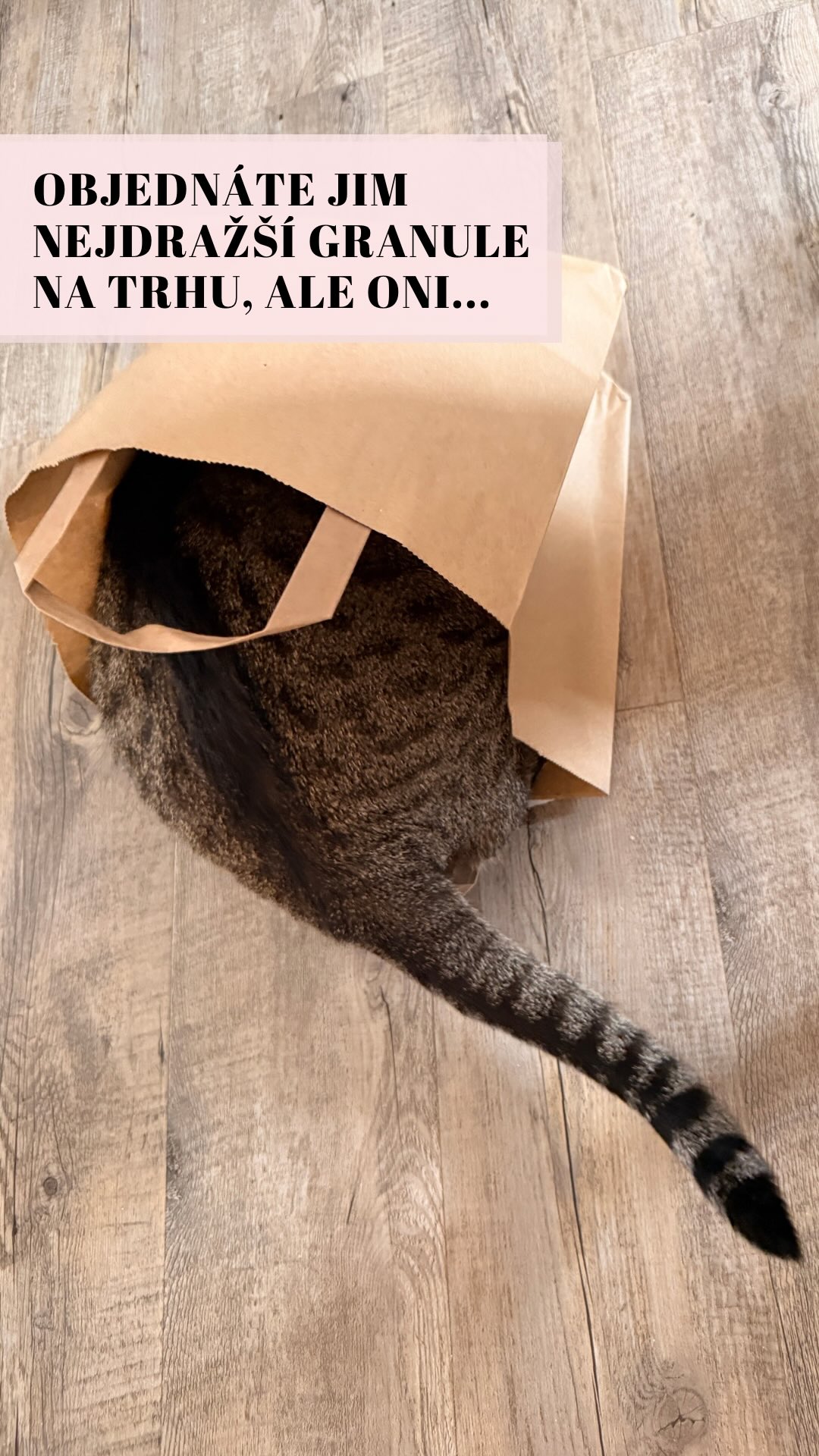 Ve Šklíbě jsme už viděli hodně, ale Mellow posunula úroveň kočičí logiky na úplně nový level. Prý „Křupavé, bio, raw, veganské sklo“. 🤷♀️
Netřeba dodávat, že tohle doma NEZKOUŠEJTE! (Raději si uložte tohle video, až budete pochybovat o zdravém rozumu vaší kočky.) 😉💾
Napište nám do komentářů: Jakou nejdivnější věc kdy vaše kočka olízla nebo se pokusila sníst? My už se nebojíme ničeho! 👇🐈⬛
Terka ze Šklíby
#cat #funny #czech #adoptdontshop #nekupujadoptuj