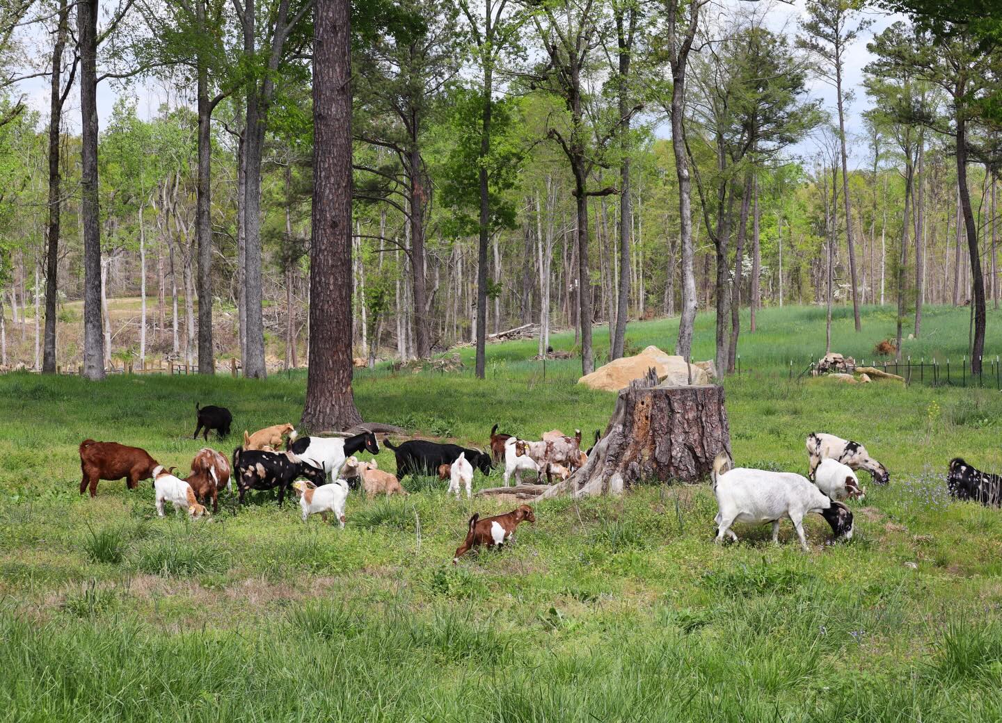 Moms and babies are enjoying beautiful green pastures!