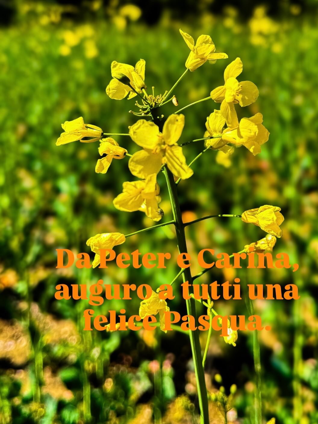 I wish all our friends a happy Easter from Peter and Carina at Casa San Ruffino in Marche