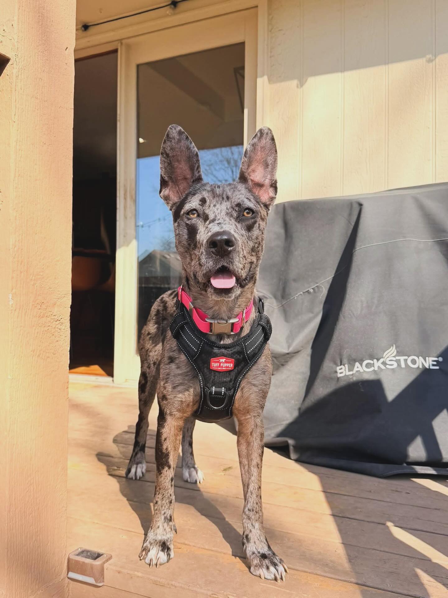 It’s hard work being this cute, but Pepper makes it look easy.
She’s excited for Spring and taking in all of the sunshine while she waits for forever family to come pick her up.
Want to meet her? https://www.madeapromiserescue.org/dogs/pepper
#rescue #rescuedogsofinstagram #adoptdogs