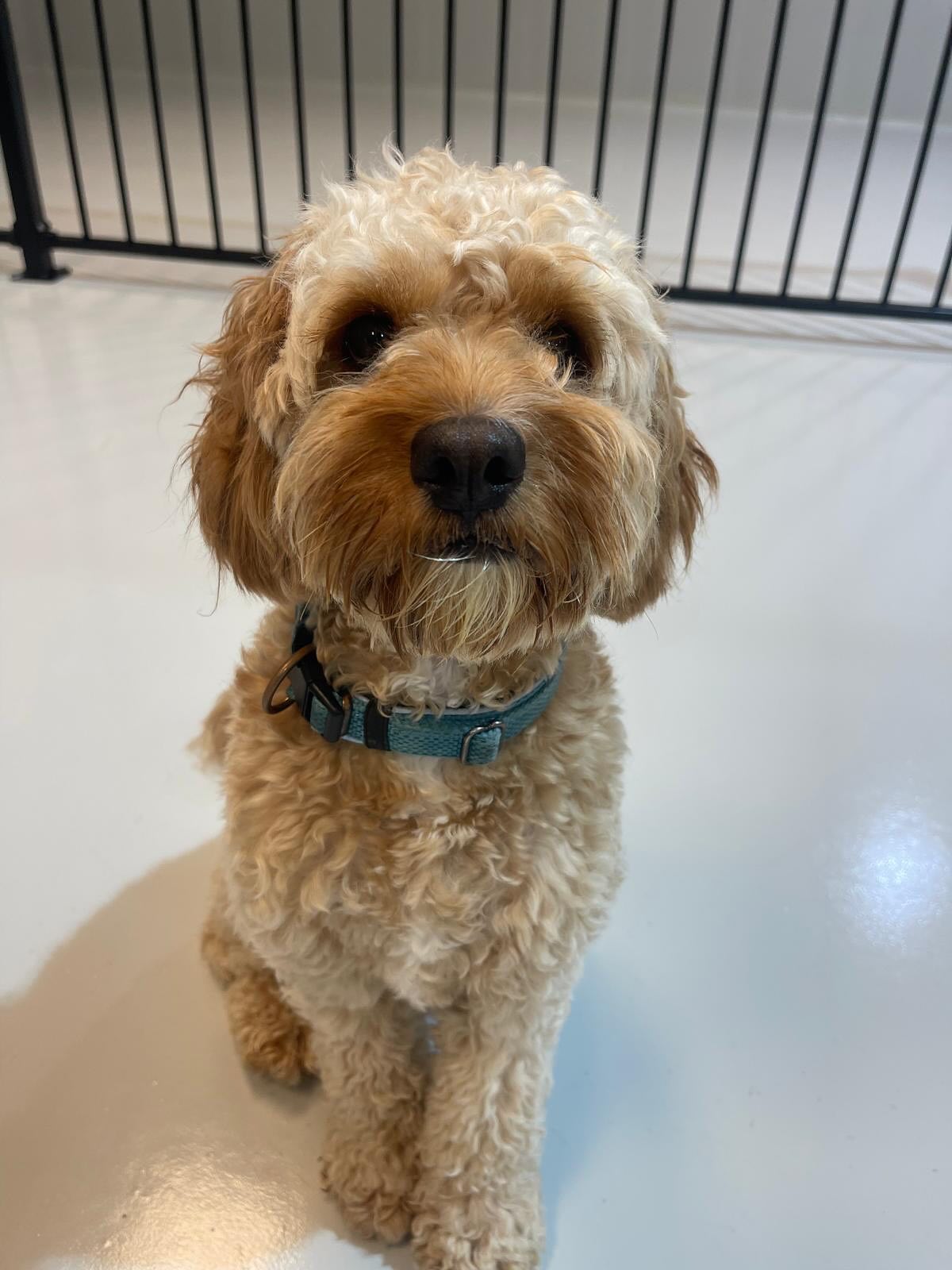 Tuesday 🥳🥰🐶🐾💛
.
.
.
.
.
.
#dogsofauckland #dogsofnz #dogdaycarefun #doglife #wooflandnz