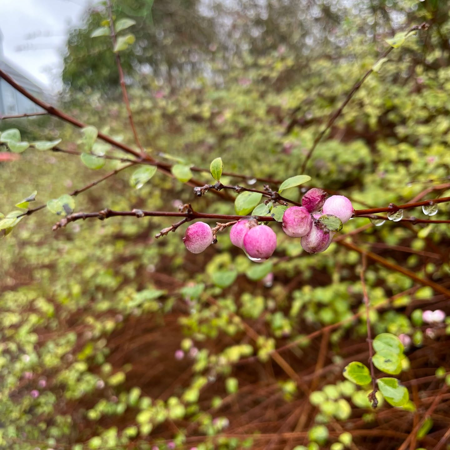 A short (and admittedly very quick) New Year's Day walk today, hoping to catch a brief pause in the wind and rain. We were unsuccessful, and arrived back home very wet and chilly, in need of hot soup (making the most of our Christmas leftovers! 😅)
.
The diffused light did seem bring out the brightest colours though: the soft pink of the snowberries along the sides of the footpaths and the flame-red dogwood that surrounds our nearest park.
.
Wishing everyone the best for 2025! 😊
.
.
.
.
.
.
#symphoricarpus #symphoricarpusxdoorenbosii #pinksymphoricarpus #poisonousberries #pinkinwinter #snowberry #poetryofsimplethings #myseasonalstory #whimsicalwonderfulwild #suffolk #onmywalk #inspiredbynature #pinkberries #countrysidephotography #aseasonalyear #allkindsofnature #winterberries #suffolkwalk #winter #britishnature #nature #dogwood