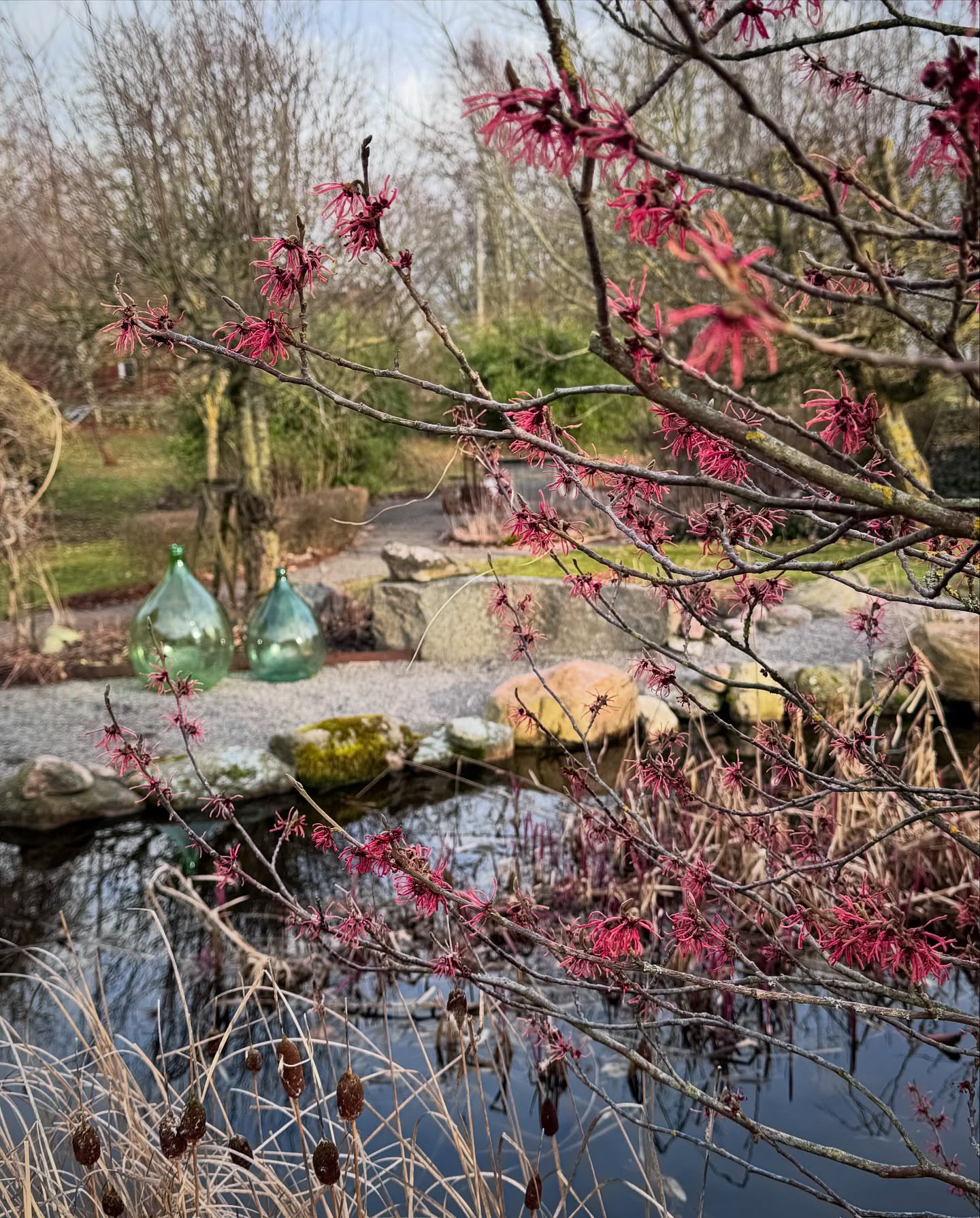 Påskdag och rälig storm drar över västkusten. Något av det värsta jag vet, alltså när det stormar😓blir alltid så orolig.
Men tacksam ändå, trädgården har inte kommit så långt fram i säsong. Tack och lov.
Trollhasseln Hamamelis x Intermedia ’Diane’ är som finast nu, blommar alltid först på året av mina träd i trädgården.
Håll i er och jag hoppas det går väl för er därute.💛
#trollhassel #hamamelisxintermedia
#runevadstradgard #påskdag #blommandeträd