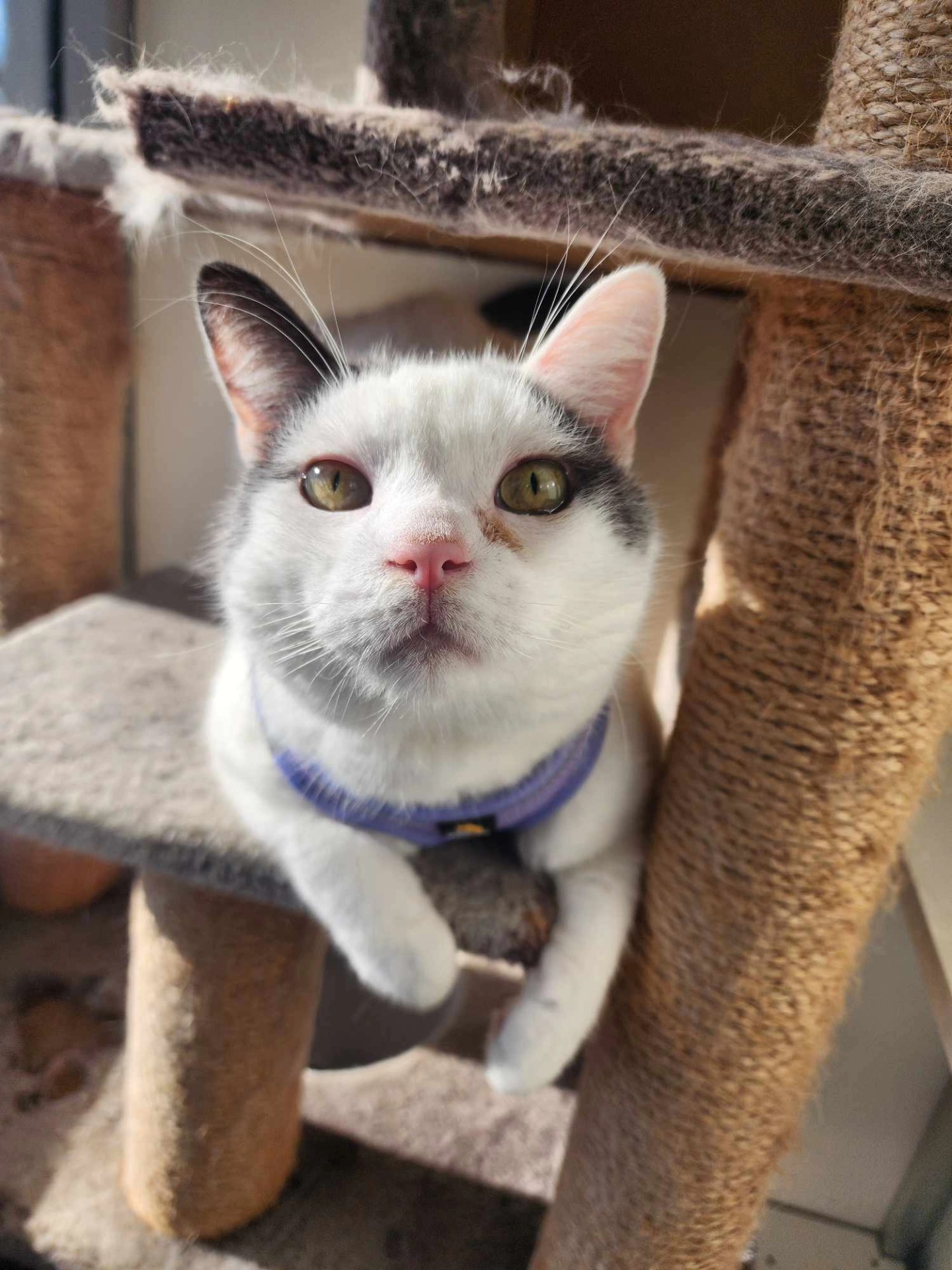 Today, we said goodbye to a very special member of our family - our beloved clinic cat, Patrick.
Patrick wasn’t just a cat; he was a constant presence in the clinic, always ready to greet clients down at reception, supervise the carpark from the sunny windowsill upstairs, or curl up on a chair during a quiet moment.
His gentle nature and quirky personality brought joy to our team and to the many students who came to know and love him over the years.
Very recently, Patrick became suddenly unwell, and despite our best efforts and the love surrounding him, we had to make the difficult decision to let him go peacefully.
He spent his final weeks next to the heater in a home with a garden and loving family who doted on him.
We know so many of you loved him too, and we thank you for the kindness and affection you showed him over the years. He will be deeply missed by all of us.
Rest in peace, sweet Patrick. From your snuffly nose to the white tip on your tail, we love you 🐾💙