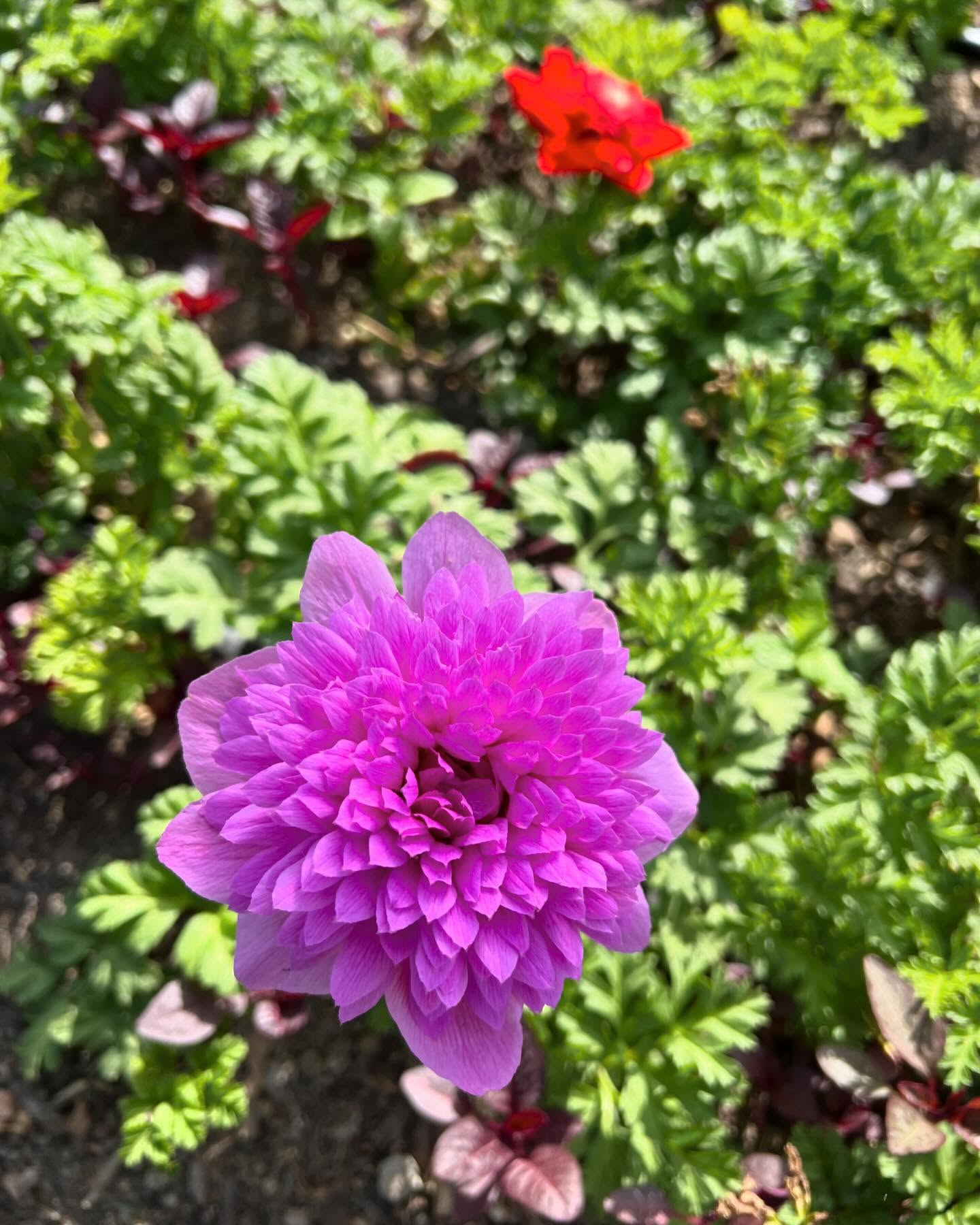 and they’re off….
#colortheworld #grownnotflown #anemone #montanagrown #montanagrownflowers #flowerfarmer