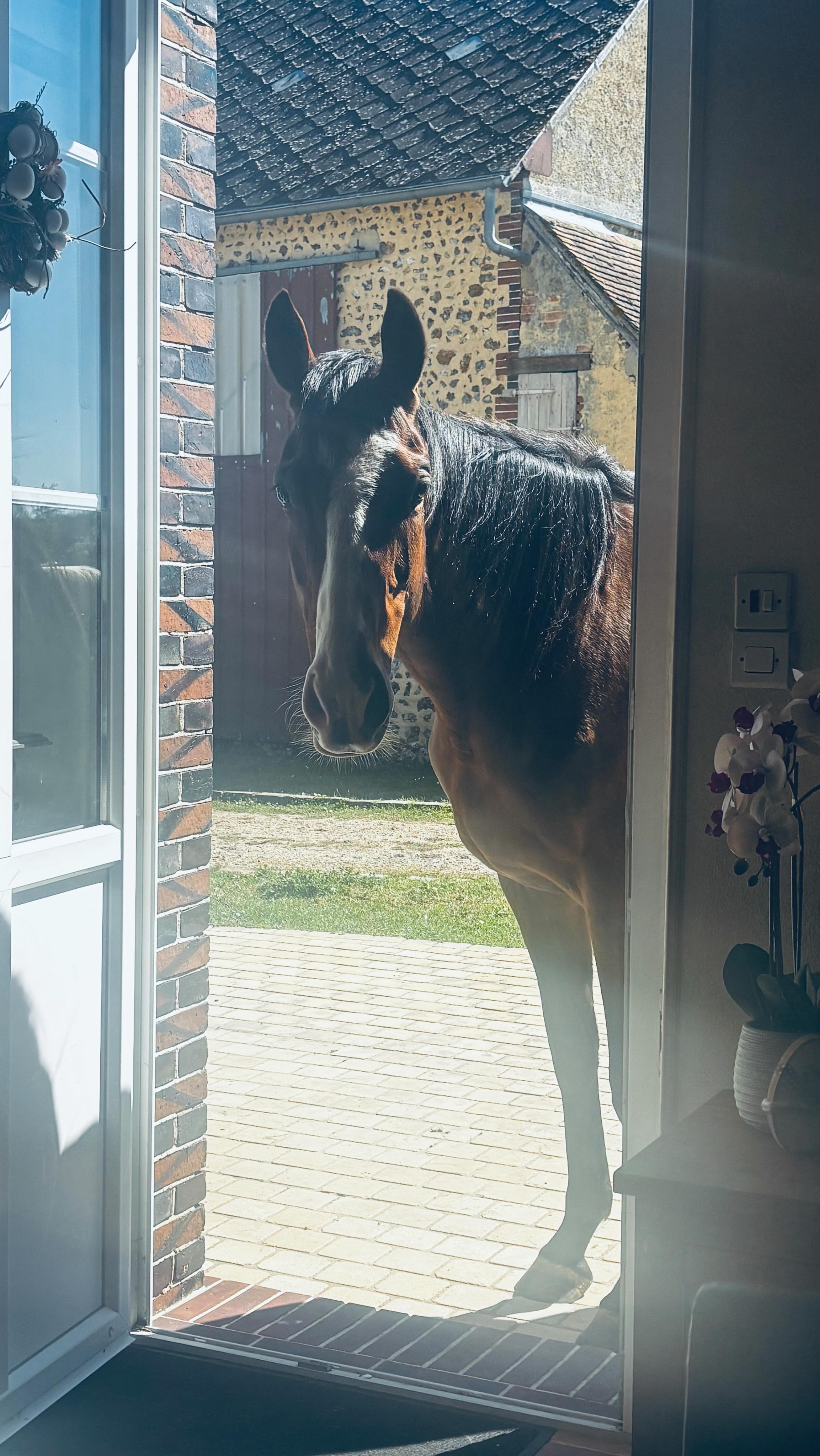 #maisondubonheur 🌼🍀🐴🌸🔆
Après Sonic 🫏, place à la visite d’Illusion 🐴 pour l’état des lieux 🏡☺️
#domaineequestredolexia #aqps #campagne #bestlife