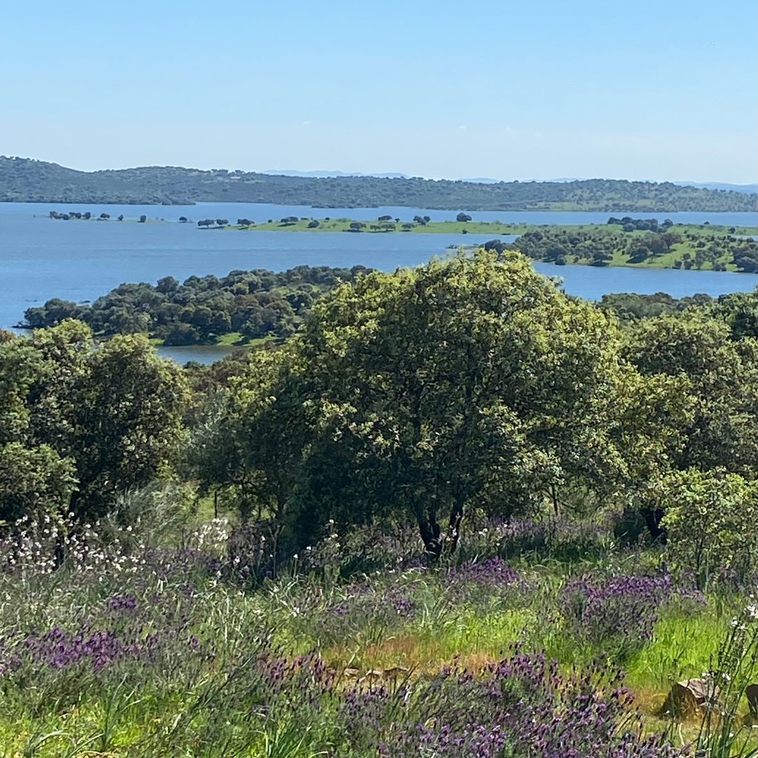 Abril Águas Mil. April showers bring May flowers
No Alentejo as águas de abril são vida a cair sobre a terra. Cada gota de água é uma promessa de abundância. Ficam verdes e floridos os campos a perder de vista…
In Alentejo, the April rains are life pouring down upon the land. Every drop of water is a promise of abundance. The fields stretch as far as the eye can see, green and blooming…
#abrilaguasmil #aprilshowersbringmayflowers #alentejo #planicie #montado #camposverdes #camposfloridos #greenfields #bloomingfields #april #spring #primavera #montimerso #montimersoskyscapecountryhouse