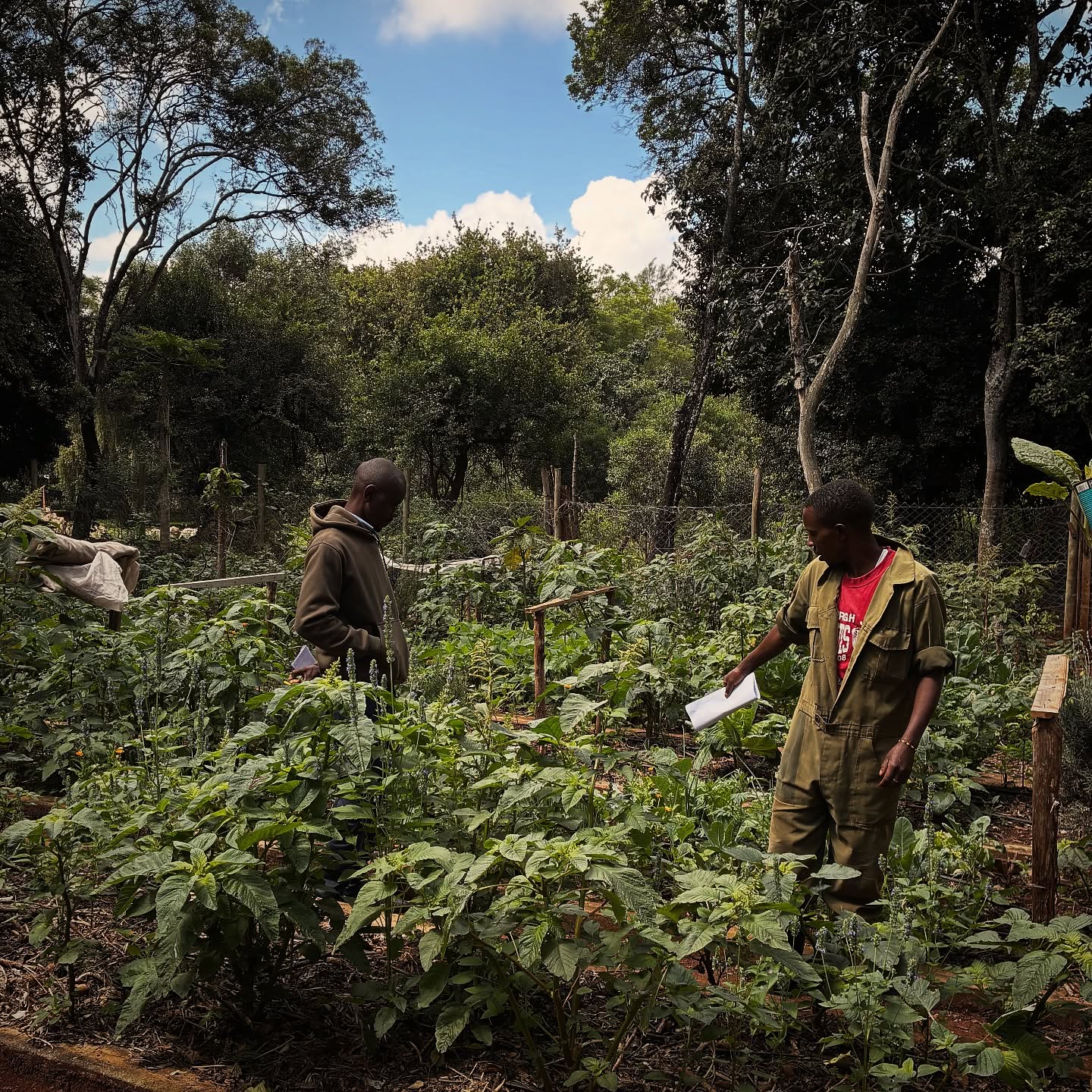 This week we’re in Karen, working closely with our client’s team to build on their existing growing spaces 🌾🪻🐝
There’s already a beautiful diversity in place, and now we’re taking it a step further, refining the layout, introducing new ideas, and strengthening the fundamentals that truly make these systems thrive.
It’s all about guiding and supporting the team to better understand how to maximise productivity, improve plant health, and create more resilient, abundant spaces over time.
Looking forward to seeing how these small shifts translate into an even more productive and thriving gardens in the weeks ahead 🌾