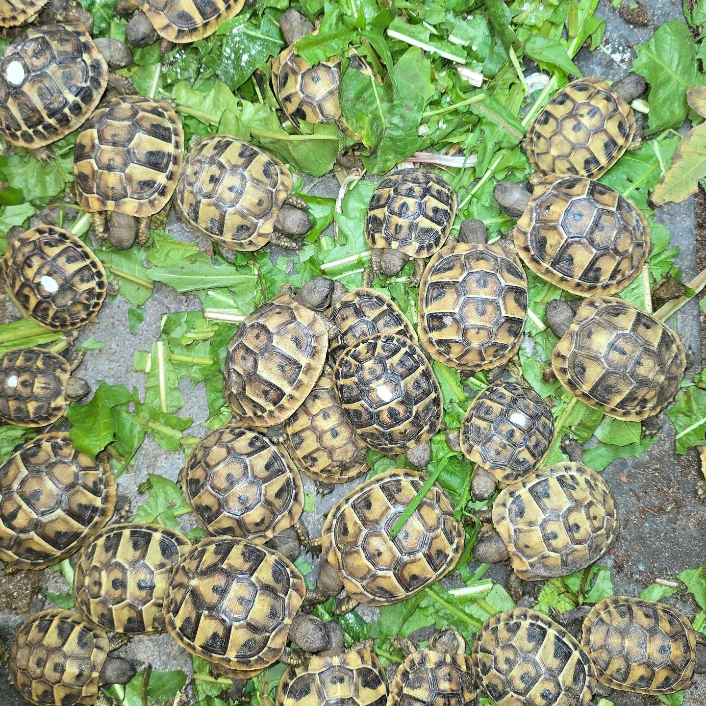 Feeding time for our hatchlings
There are still weeds about.
#captivebred #midlandtortoise #tortoise #Tortoise #tortoisekeeper #tortoiseofig #tortoiseofinstagram #tortstgram #tortoiselife #reptilesofinsta #reptilesofig #repstagram #pets #reptile #schildkröte #babytortoise #babypets #hermannihermanni #hermanniboettgeri #reptiles #reptilekeeper #easternherman #westernherman #hermantortoise #gardentortoise