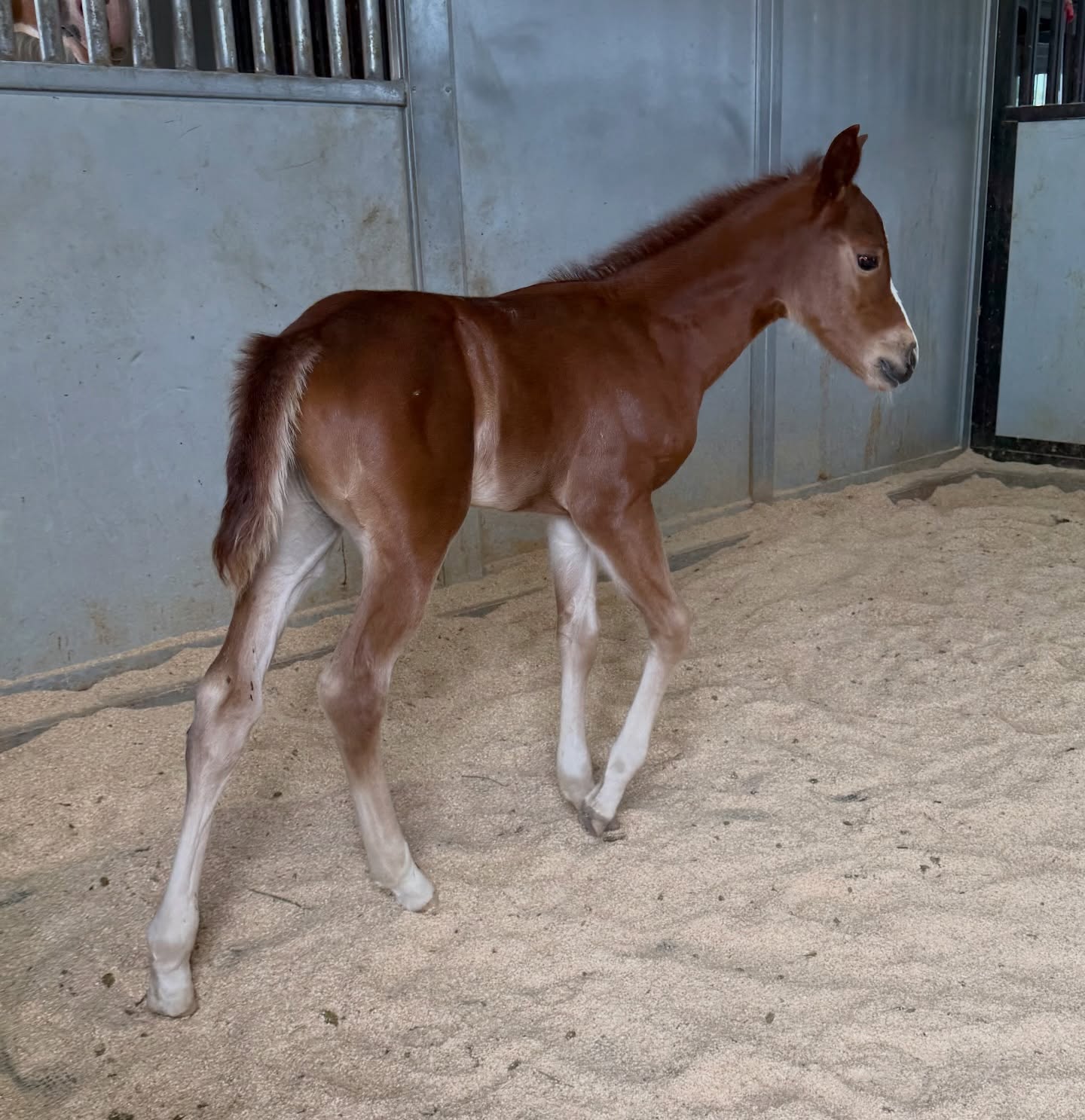 AVAILABLE
🏆2026 APHA FILLY
🧬Parents: Spooks N Jewels x SHR GunnaBeARockStar (NRHA Money Earner, Bronze World Champion)
Dad: https://fappaniperformance.com/spooks-n-jewels/
Mom: https://www.secrethillsranch.com/shrgunnabearockstar
💲1️⃣0️⃣k
Here is your chance to own a magnificent daughter of Spooks N Jewels out of the big stopping, powerhouse of a mare, SHR GunnaBeARockStar sired by the legend, ARC GunnaBeABigStar!! This gorgeous, correct filly has a power packed pedigree and elegant conformation that will turn heads left and right. She is already a delight to work with and learns quickly. We can’t wait to see what this little gem will do in the show pen! Make this outstanding prospect yours!!
Contact Missy Benker 619-820-2994
www.secrethillsranch.com