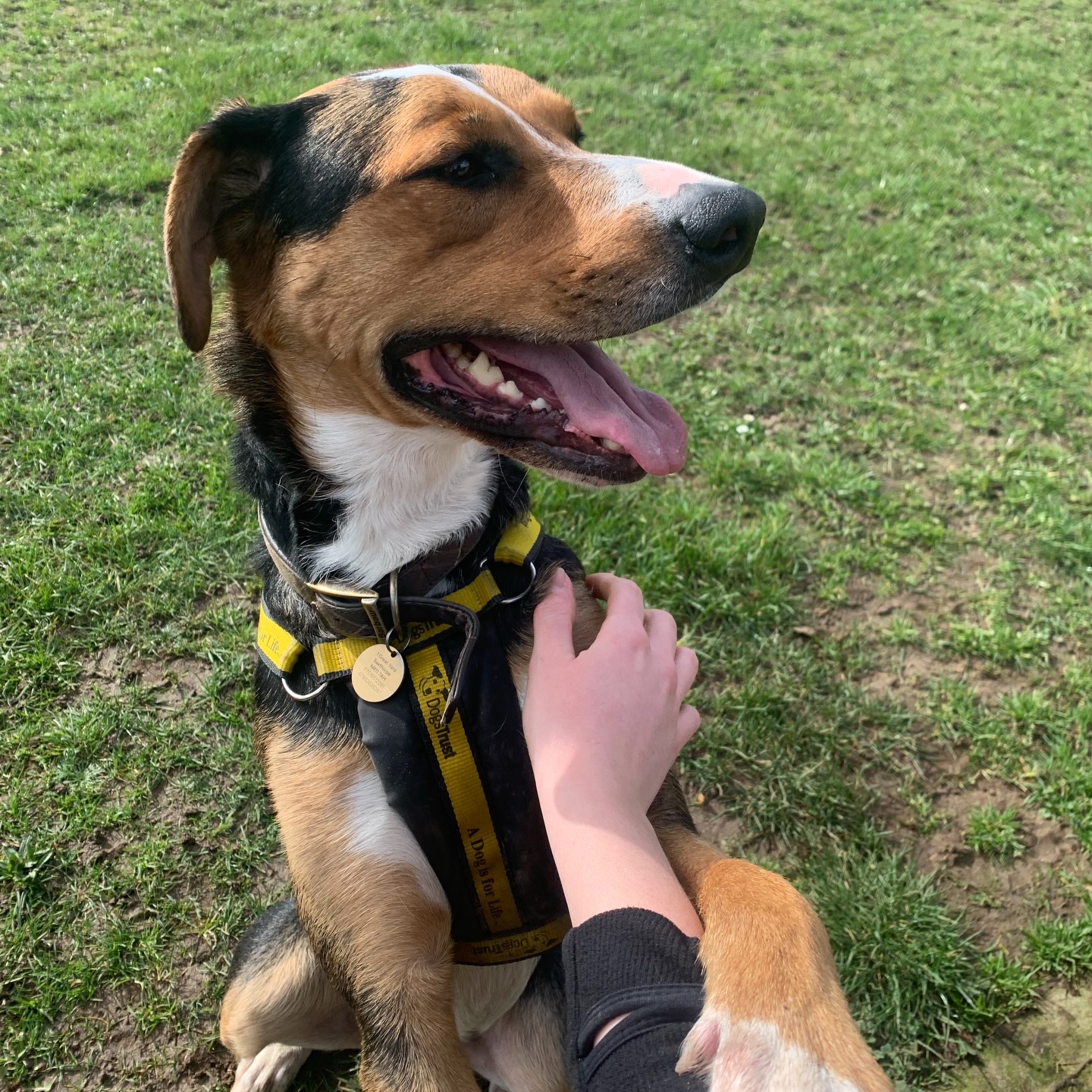 gorgeous, gorgeous Scout 😇
#dogsofinstagram #doggos