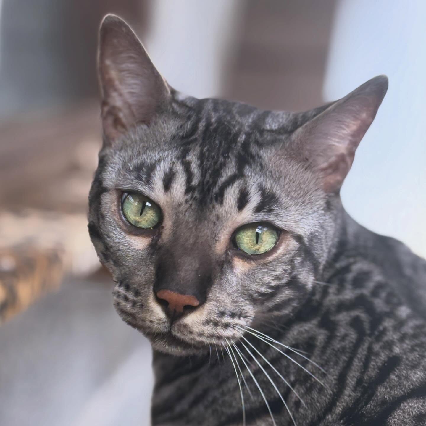 🩶🤎 Loving having the stunning Milo & Pepper stay with us again! 📸 The camera looooooves them…and we love them too! 😻😻