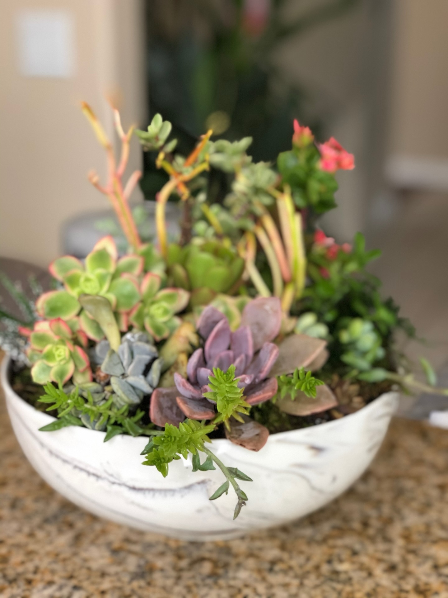 Rooted in simplicity, styled with intention 🌿
There’s something effortlessly beautiful about bringing life into your space, soft textures, natural tones, and greenery that speaks without saying a word.
At Plantology, we believe your environment should feel as good as it looks. This handcrafted succulent arrangement is designed to elevate any space with calm, character, and quiet luxury.
Because sometimes, the smallest details make the biggest statement.
✨ Available now
📍 Rancho Santa Fe Village
#Plantology #SucculentStyle #ChicLiving #ModernGarden #LuxuryAesthetic