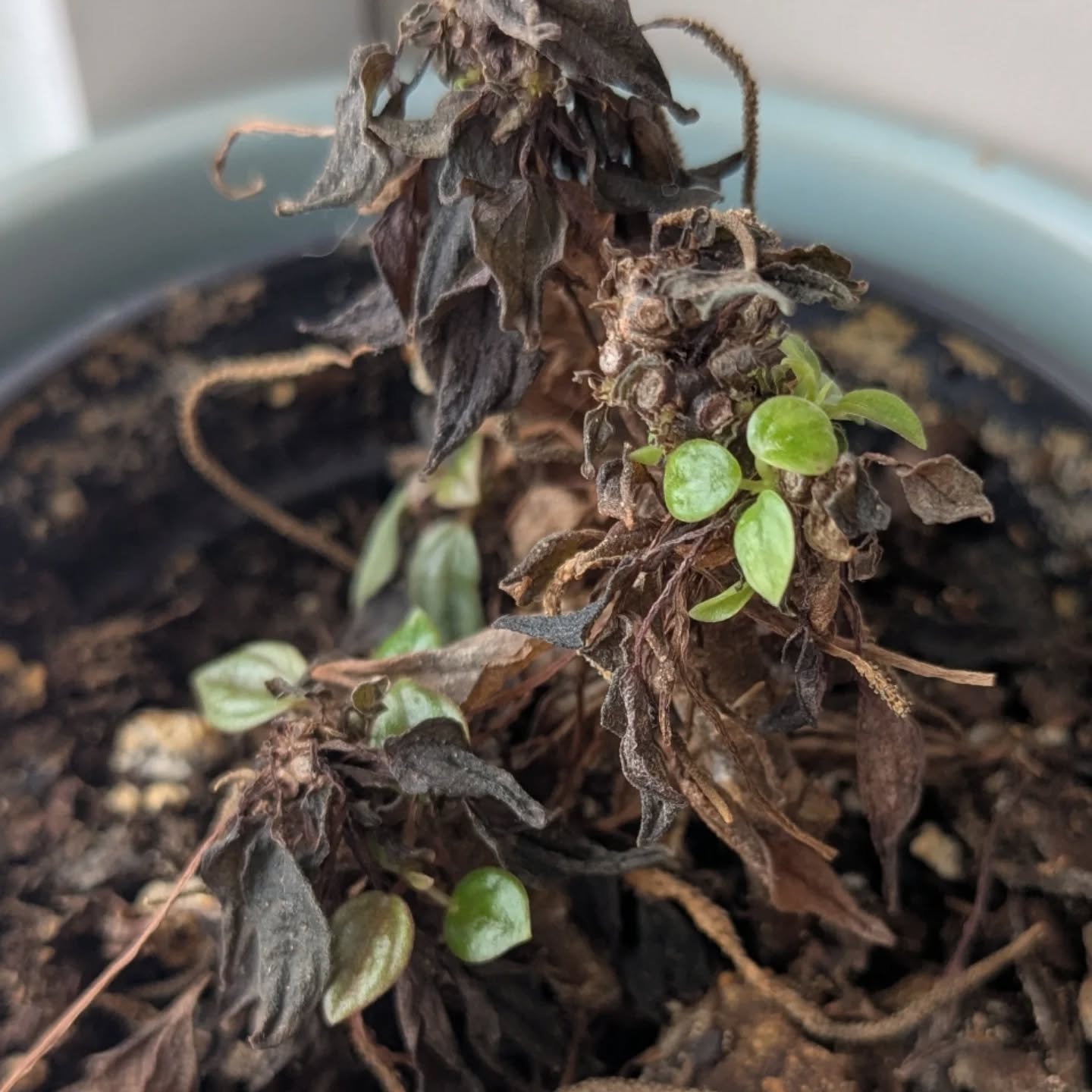🌱❤️🩹 it's not always lush foliage and bushy plants, but those little pops of green recovery always remind me of the power of resilience, patience, and hope ❤️🩹🌱
#realhouseplantsofinstagram #planttherapy #horticulturaltherapy #mentalhealthmatters