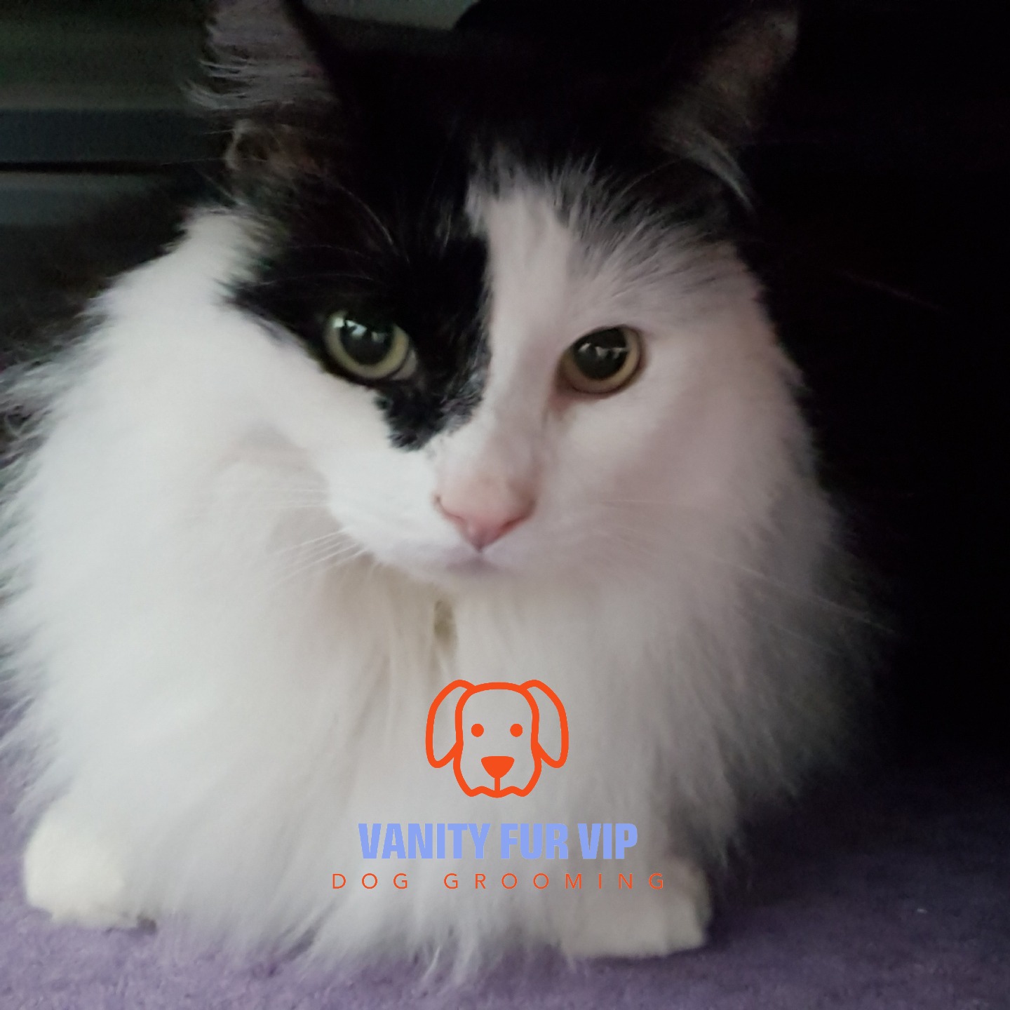 🧡 BIG NEWS (and I’ve been trying so hard not to spill it…) 🧡
Something new is coming to Vanity Fur VIP this Summer…
I’m getting ready to welcome our feline friends into the salon! 🐈
I am honestly SO excited about this. Cat grooming is something I’ve wanted to offer for a long time, but I wanted to do it properly, calm, safe and respectful of how cats actually cope (very different to dogs!).
I’ve now completed my cat grooming theory and passed with 100% 🎉
Next step: my practical training, then I’ll be ready to go!
You might not know this, but I actually have 3 cats at home alongside my two dogs and over the years I’ve had 9 cats in total, so I’m very used to feline personalities, boundaries, and their very clear opinions about what they will and won’t tolerate.
My aim is the same as always to offer gentle, one-to-one handling, low-stress appointments, and helping owners who don’t feel confident managing coat care at home.
If you have a long-haired cat, a moulting machine, an elderly cat who struggles with knots or grooming at home… this is going to be for you.
💌 Want to be one of the first to hear when bookings open?
Join the Cat Grooming Waitlist now, just drop me a message and I’ll add you.
I genuinely can’t wait to meet your cats.
Love,
Melanie @ Vanity Fur VIP x
#VanityFurVIP #CatGroomingComingSoon #Sherburn #Malton