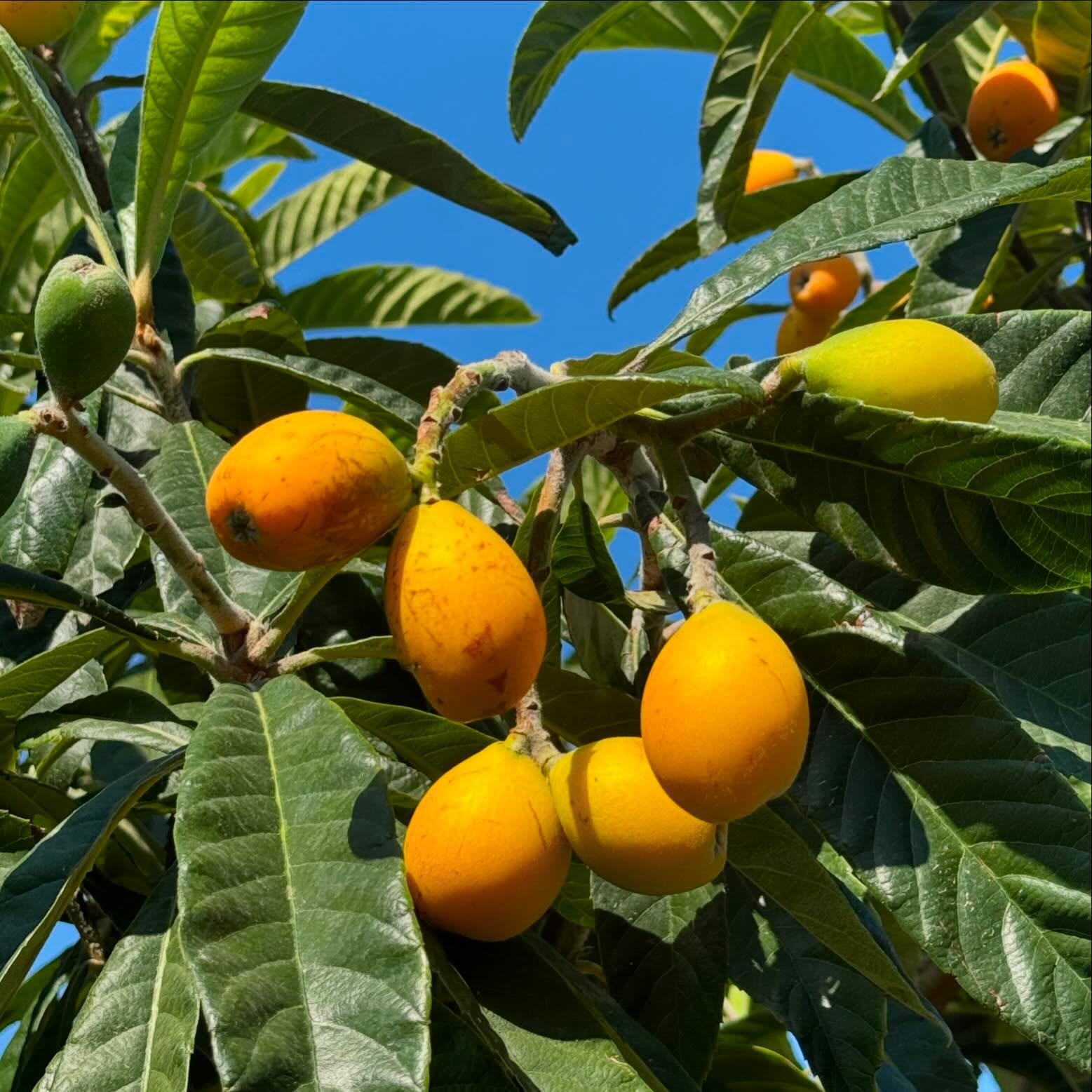Spring has finally arrived #nespole #spring #whenincalabria #mygarden