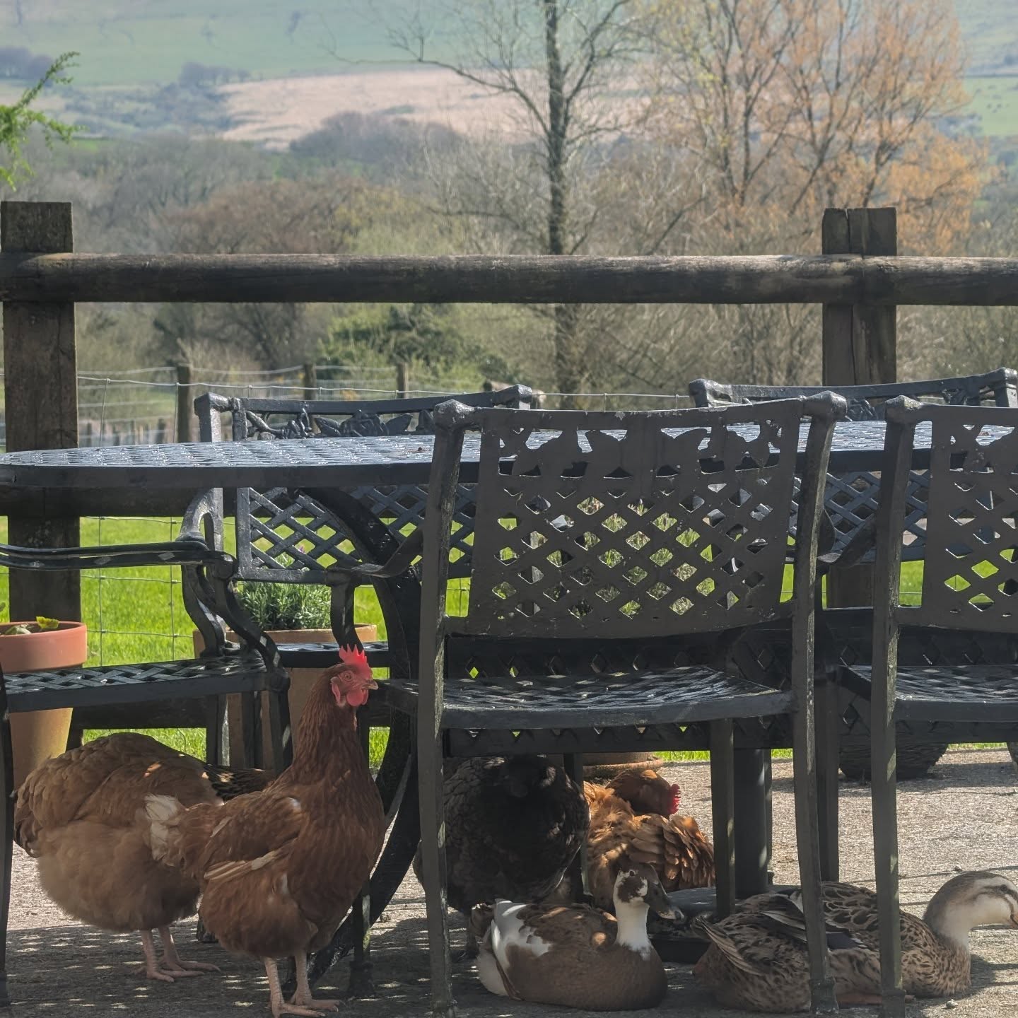 POV: you sit down for coffee and accidentally join a farm meeting 🦆☕”
.
.
.
#chickensofinstagram
#ducksofinstagram🐣 #countrylife #holidaycottagesuk #staycationvibes
