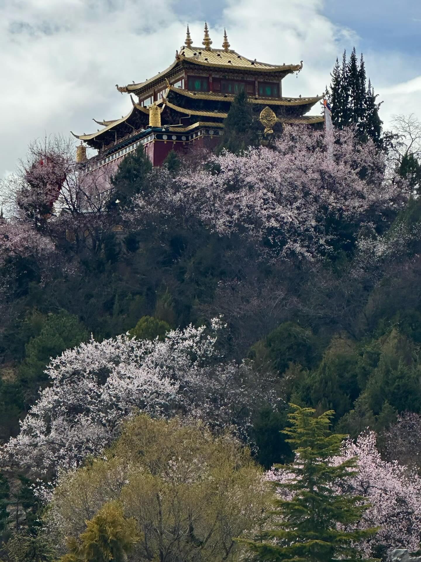 Shangri-La’s spring is not for the faint of heart. It is a rare, high-altitude awakening, where delicate blossoms defy the rugged, snow-dusted peaks. 🌸❄️
Finding the ultimate sanctuary in Tibetan architecture at Banyan Tree Ringha, where ancient heritage meets mindful luxury. Imagine waking up to the soft scent of spring blooms against traditional timbered walls, the distant chant from a nearby lamasery, and the profound stillness that only the Himalayas can offer.
This is the Shangri-La that the guides don’t tell you about—a place where the land dictates the rhythm, and the soul finds its balance.
We don’t just guide you through this landscape; we act as “Bilateral Cultural Translators.” We specialize in bridging the gap between China’s deep-rooted traditions and the global traveler’s quest for authenticity—turning local spirituality into world-class stories.
Ready to collect a different kind of spring? Let’s curate your journey.
#ShangriLa #BanyanTreeRingha #TibetanArchitecture #Lamasery #kikiholidays