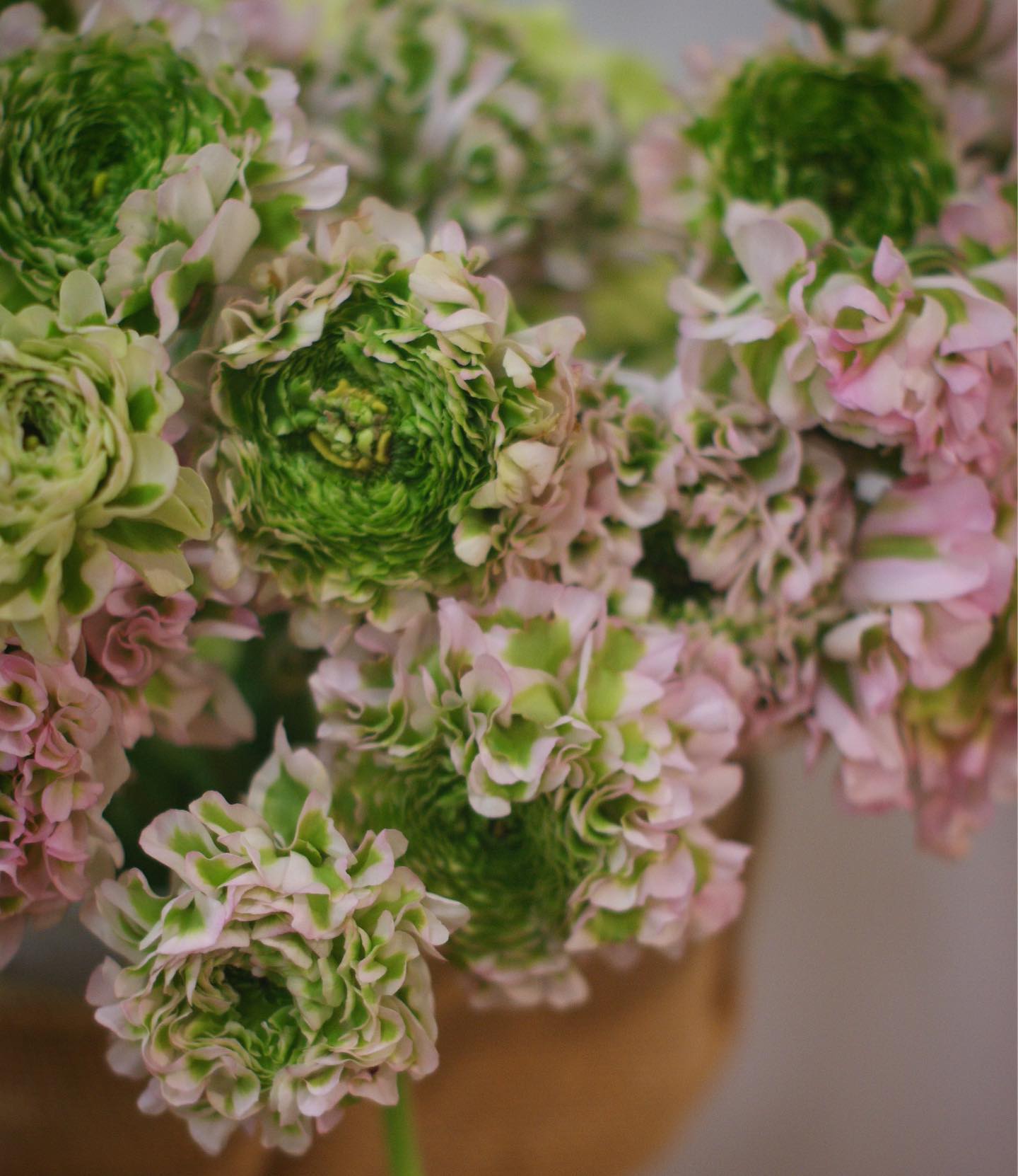 Ranúnculos muy especiales 💖