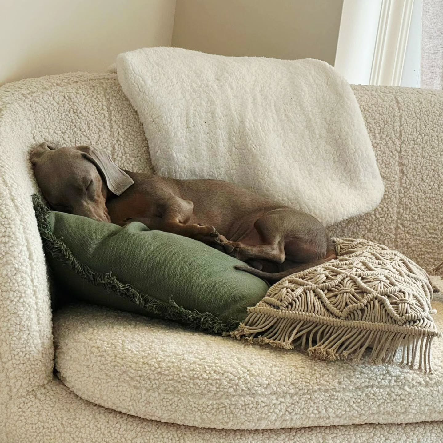 🤍 𝔾𝕀𝕃𝔹𝔼ℝ𝕋 🤍
Utile mais inutile
Gentil mais envahissant
Toujours présent… surtout quand il ne sert à rien
Notre assistant officiel : expert en sieste, en surveillance de canapé et en soutien moral non sollicité 🐶
#chiensaucisse #candlemaker #atelierartisanal #homeinspiration #cocooning