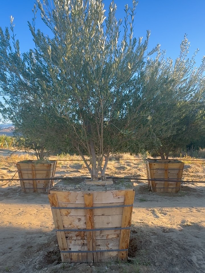 “We humans are the ones who are pretty thick.”
— Michael Pollan
We pride ourselves on five senses—
a neat, human-scale summary of perception.
Plants never signed that agreement.
Our 36” Olea europaea ‘Wilsonii’ operates on an entirely different sensory spectrum—
one that extends well beyond five… into twenty and counting, depending on how you define “sense.”
Not metaphor. Mechanism.
Light—parsed by multiple photoreceptors, tracking wavelength, intensity, and seasonality.
Gravity—guiding roots downward, shoots upward, with cellular precision.
Moisture gradients—mapped through soil like a subterranean topography.
Chemistry—detected, decoded, and distributed: nutrients, toxins, signals.
Touch—responded to in real time; pressure, wind, disturbance shaping growth.
Volatile compounds—airborne messages sent and received between plants, warning, recruiting, responding.
Temperature—read, remembered, and used to time growth and dormancy.
Even neighbors—distinguished as kin, competitor, or collaborator.
No brain. No nerves.
And yet—no shortage of nuance.
Because what we call “senses,” plants experience as systems—
integrated, continuous, and quietly exacting.
The Olive has always known.
Resilient. Restrained. Remarkably responsive.
A tree tuned not to five inputs—but to the full complexity of its environment.
36” boxed.
Desert-acclimated.
Field-grown for structure, scale, and steady performance.
Because intelligence doesn’t announce itself.
It accumulates—leaf by leaf, season by season.
Rooted in more than meets the eye.
Grown with a wider awareness.
Supplied for those who sense what others miss.
#roadrunnertreefarm #casadelzorronursery #wilsonolive #oleaeuropaea #fruitlessolive