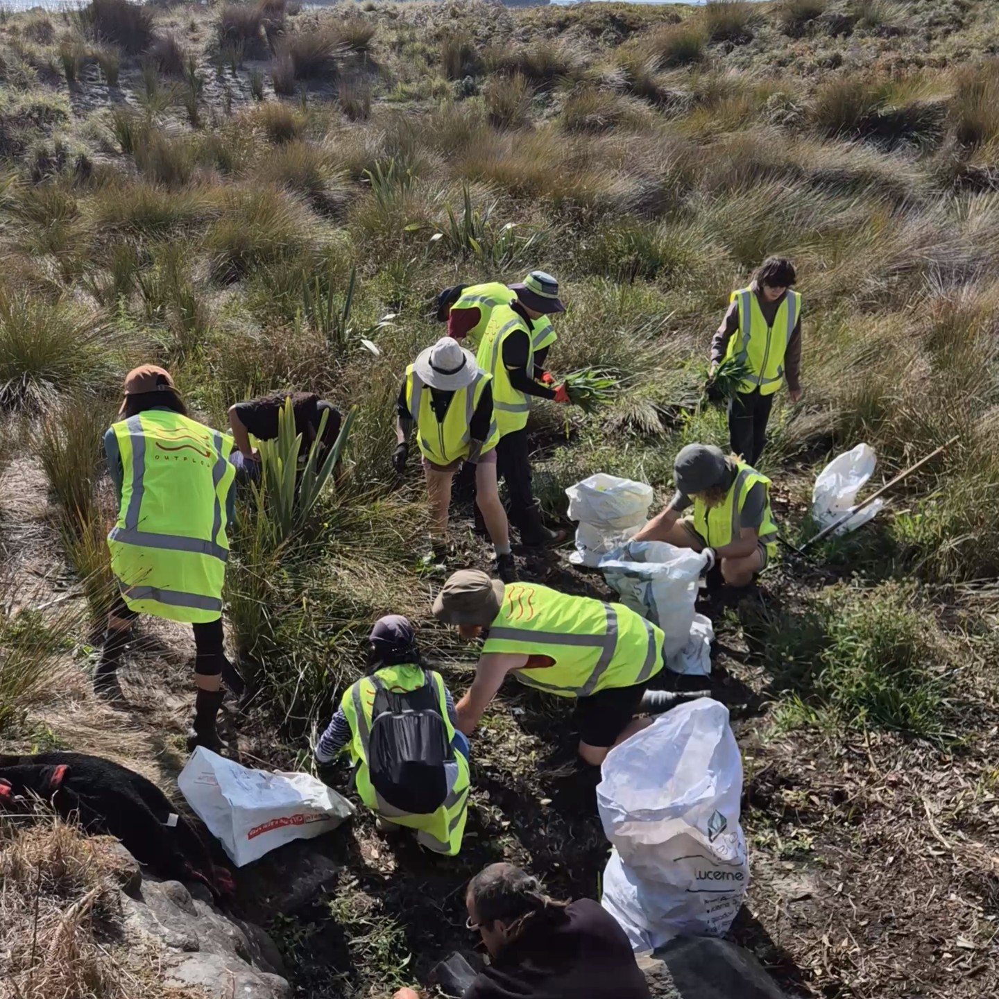 Just before the Easter break we had Mel and the Toi Ohomai Level 2 hort students out at one of our dune sites for a day in the sand.
They got straight into the mid-dune, tackling invasive weeds around the stormwater outlet and clearing out about 3 cubic meters from the basin. Not a bad haul for a day’s work.
In between the mahi, we talked through how these dune systems work, what different plants are doing out there, and how the stormwater outlet influence this dynamic environment.
Good people, good yarns, and a solid contribution to the site. A huge thanks to Mel and the crew for coming out and getting involved.
#bayofpleantyregionalcouncil #acornfoundation #marineconservation #dune #taurangacitycouncil #outflow #tectnz