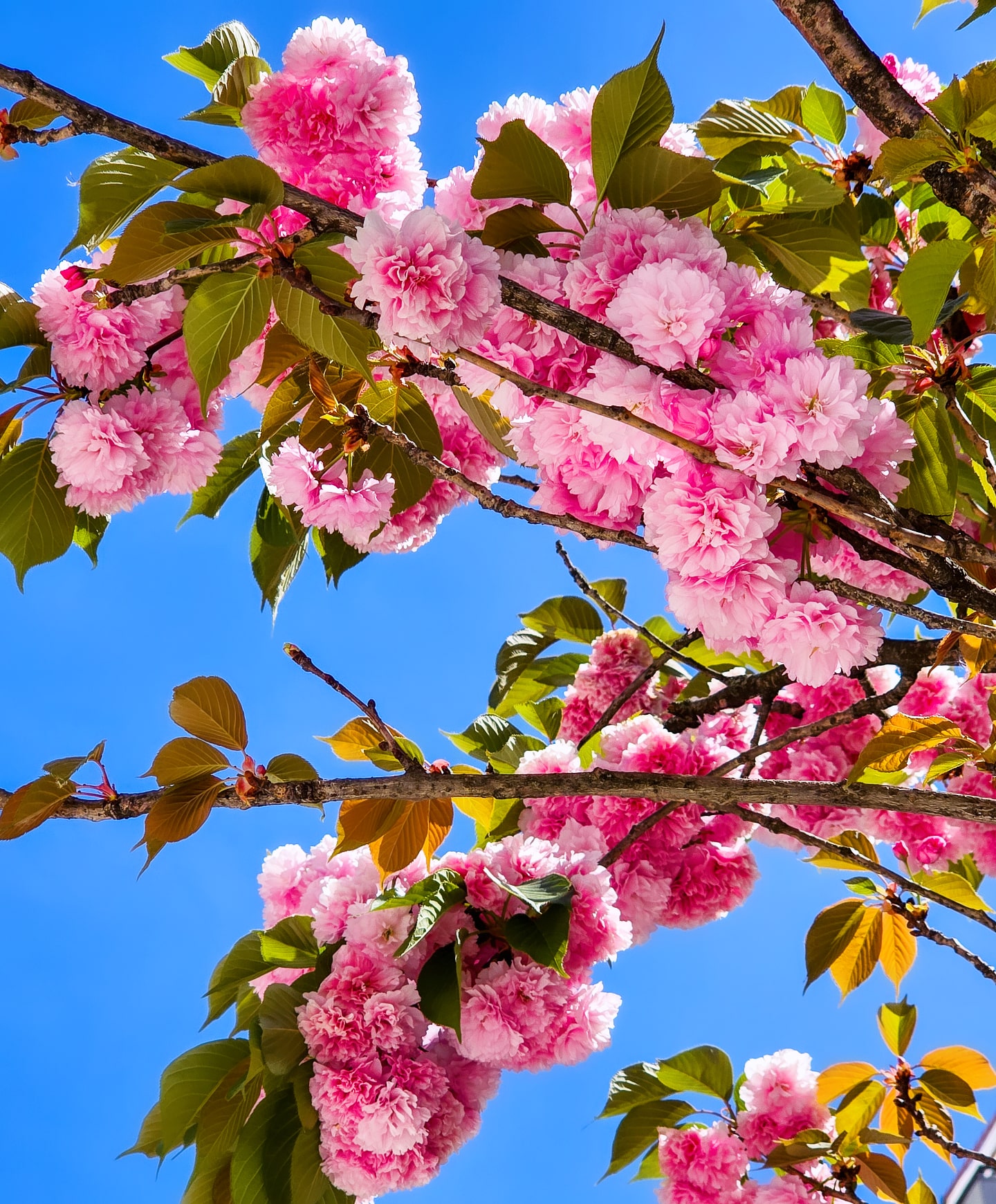 𝑨 𝒍𝒊𝒕𝒕𝒍𝒆 𝒃𝒊𝒕 𝒐𝒇 𝒔𝒑𝒓𝒊𝒏𝒈 𝒎𝒂𝒈𝒊𝒄...🌸💫
#cherryblossoms #kirschblüten #portugal #porto #sopretty😍