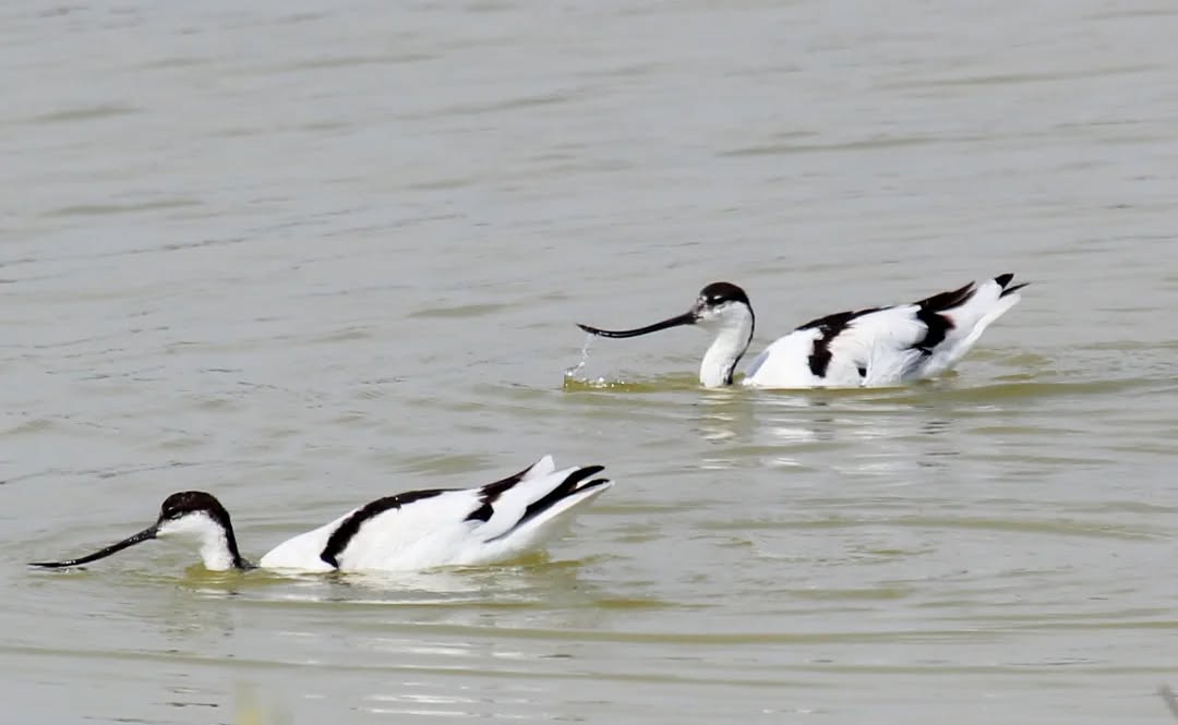 Avocets.
#islandwildlife #kefaloniawildlife #greekwildlife #guidedwildlifewalks #birdlovers