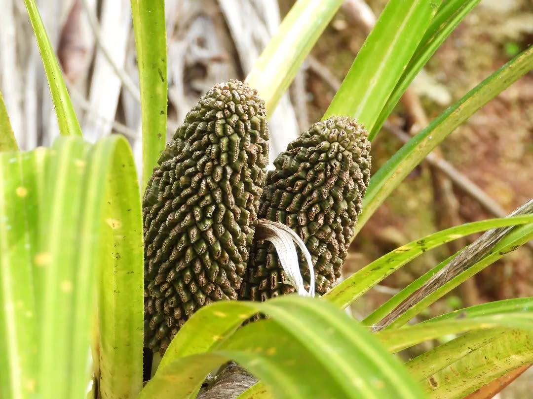 The stunning Keikei fruit
#karameakeikei #keikei #freycinetiabanksii