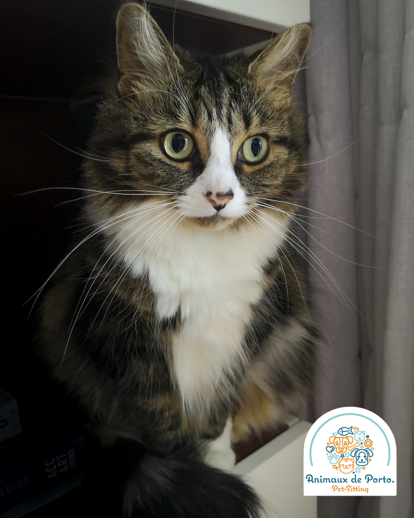 Harper and Haze โค๏ธ
#petsittingporto #petsitting #catlovers #petlovers #catsitting #dogsitting #petsofinsta #porto