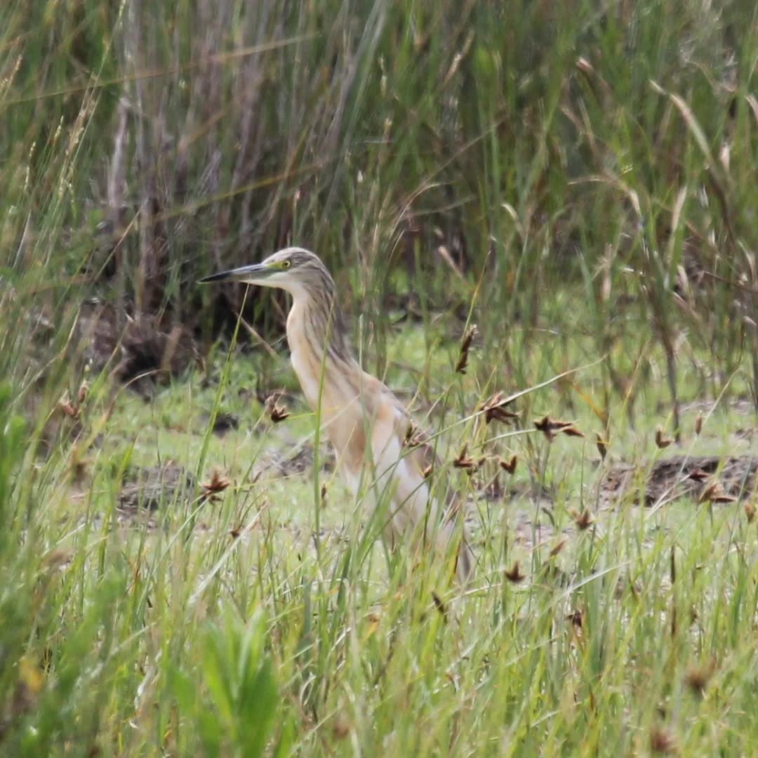 Squacco heron at Livadi.
#islandwildlife #kefaloniawildlife #greekwildlife #guidedwildlifewalks #birdlovers