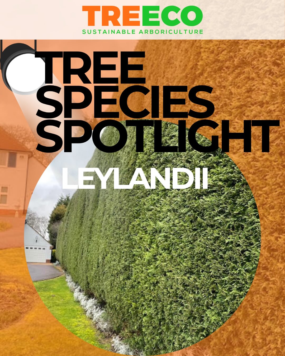 Got a Leylandii in your garden? 👀
They’re one of the fastest-growing hedges in the UK — great for privacy, but if left too long… they can quickly become a problem.
⚠️ Can grow up to 1m a year
⚠️ Easily block light to neighbouring properties
⚠️ Become difficult (and expensive) to manage
⸻
💡 What we recommend:
✔️ Regular trimming to keep height under control
✔️ Reducing early before they get out of hand
✔️ Maintaining proper hedge structure
⸻
Left unmanaged, Leylandii can take over your space fast.
The sooner you deal with them — the easier (and cheaper) it is.