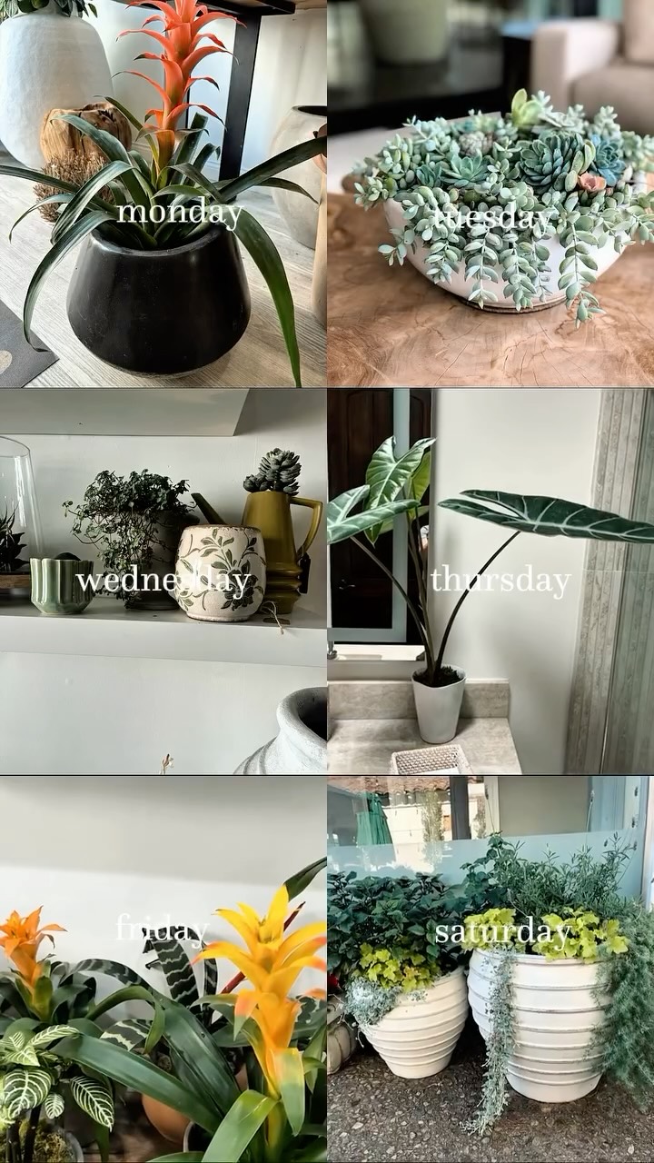 Where nature meets intention. 🌿
At Plantology, every detail is thoughtfully curated to bring warmth, life, and effortless beauty into your space.
Because the right plant doesn’t just complete a room… it transforms how it feels.
Rooted in design. Elevated by nature.
#Plantology #PlantologyPlantsAndMore #IndoorPlants #LuxuryLiving #GreenAesthetic