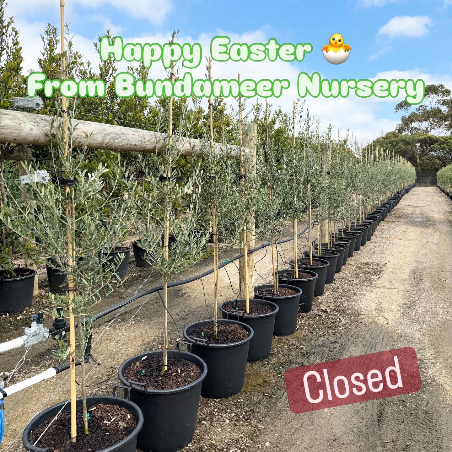 🌿🐣 Easter Update from Bundameer Nursery 🐣🌿
Just a quick note to let everyone know that Bundameer Nursery will be closed over the Easter period. We are back on the 7th!
We hope you all take the time to relax, enjoy the long weekend, and spend it with family and friends 🌸
Thank you for your continued support — we look forward to seeing you again soon!
Happy Easter from the Bundameer team 🌿💚